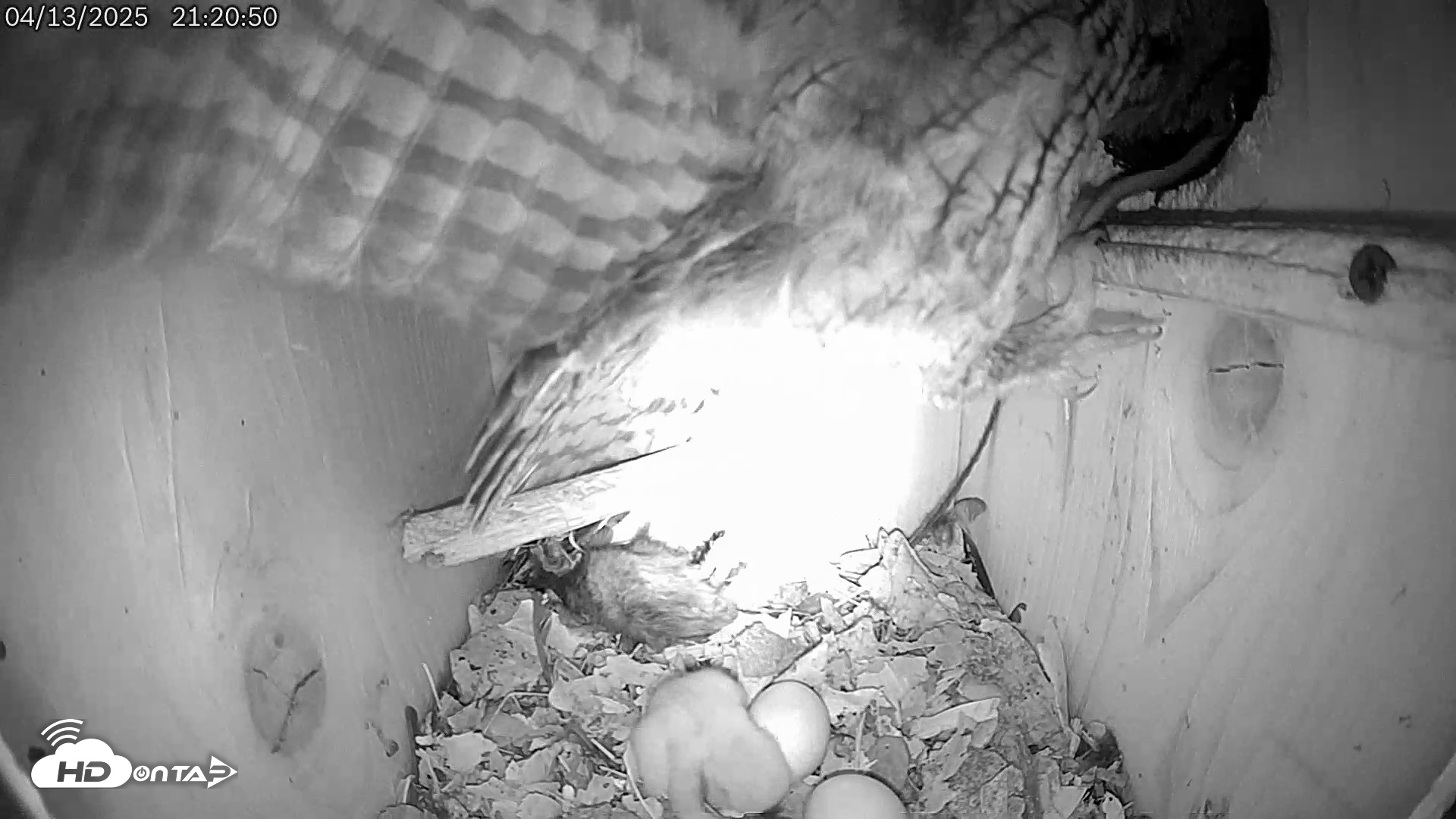 Snapshot of Eastern Screech Owl Live Cam taken Apr 13, 2025, 9:57pm CDT