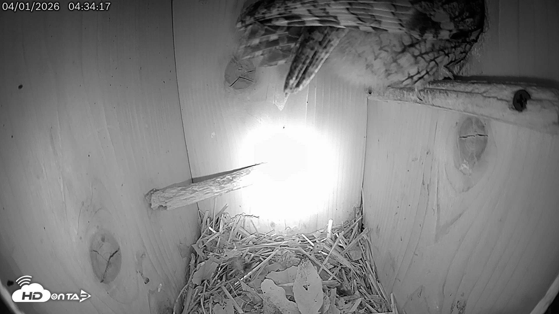 Snapshot of Eastern Screech Owl Live Cam taken Apr 1, 2026, 8:01am CDT