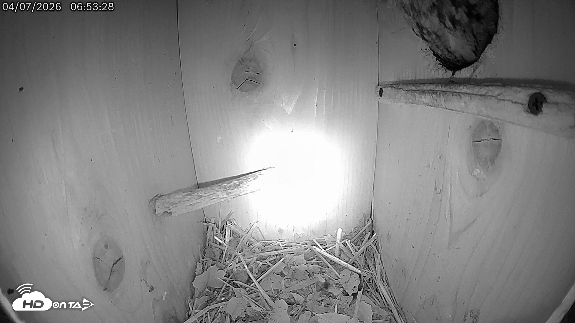 Snapshot of Eastern Screech Owl Live Cam taken Apr 8, 2026, 11:31am CDT