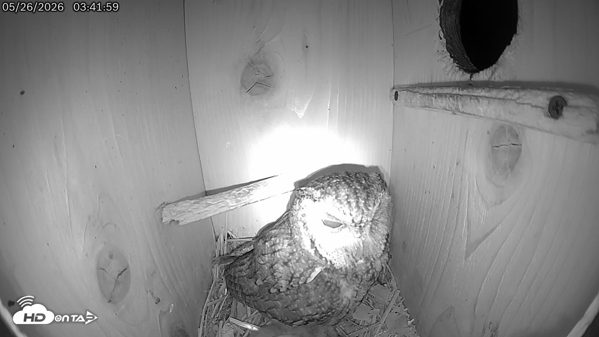 Snapshot of Eastern Screech Owl Live Cam taken May 26, 2026, 3:42am CDT