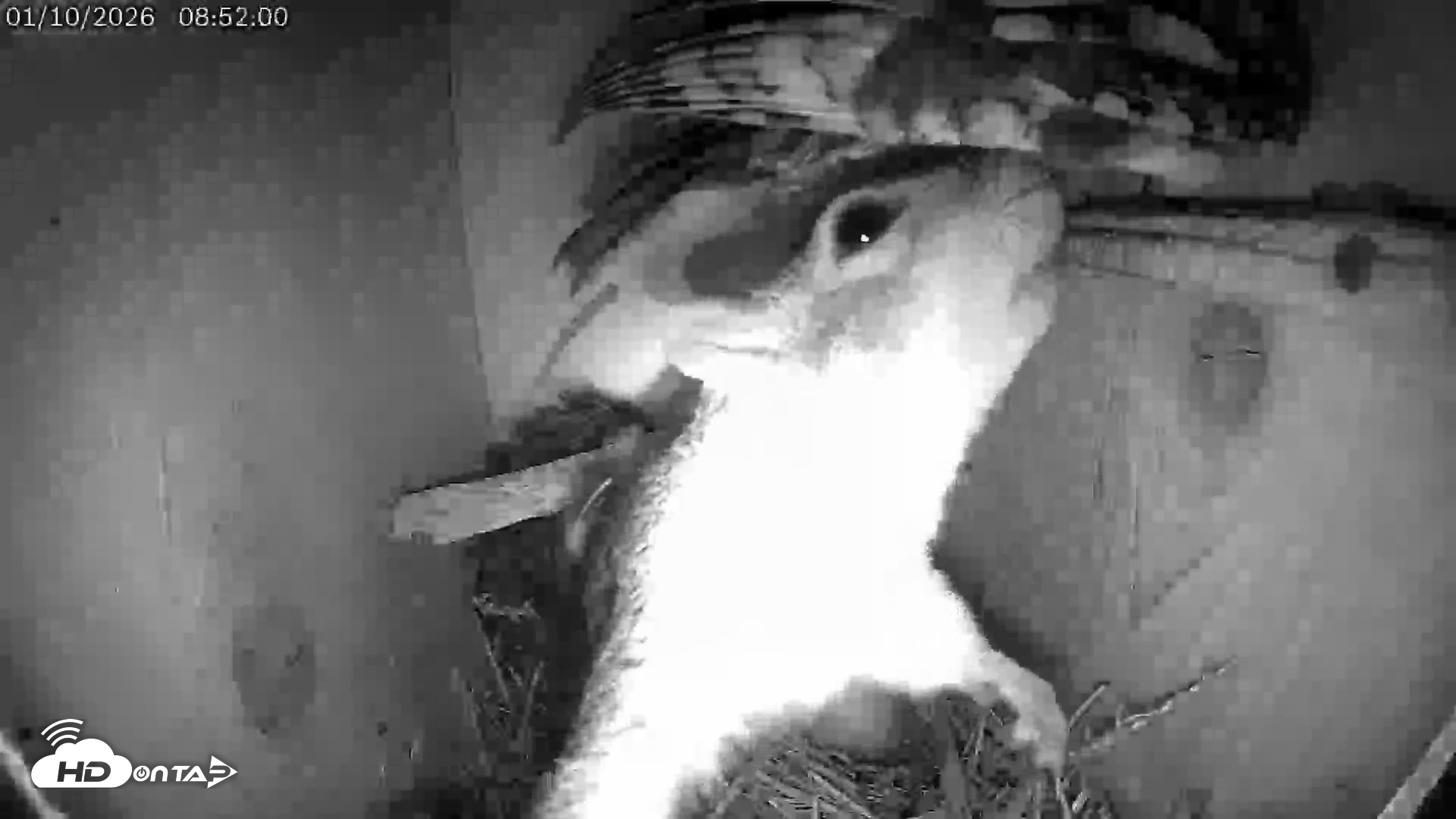 Snapshot of Eastern Screech Owl Live Cam taken Jan 10, 2026, 2:38pm CST