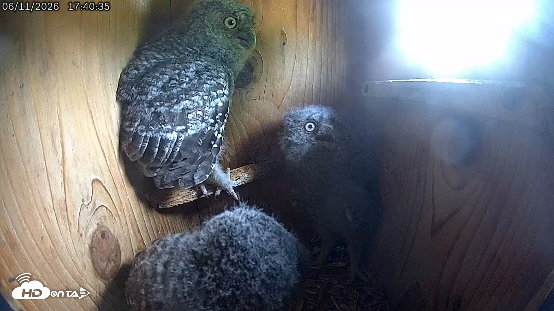Snapshot of Eastern Screech Owl Live Cam taken Jun 11, 2026, 8:02pm CDT