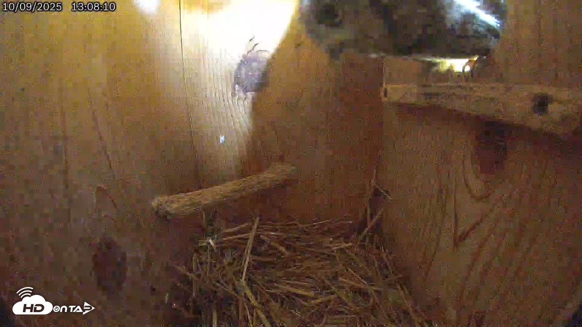 Snapshot of Eastern Screech Owl Live Cam taken Oct 9, 2025, 6:30pm CDT