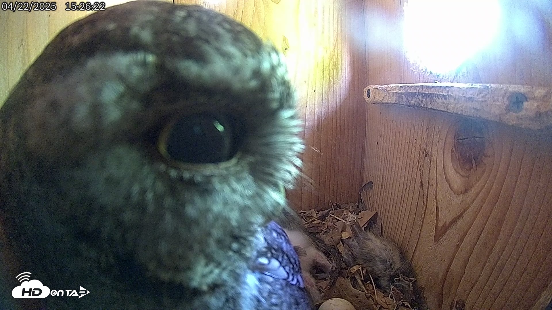 Snapshot of Eastern Screech Owl Live Cam taken Apr 22, 2025, 3:27pm CDT