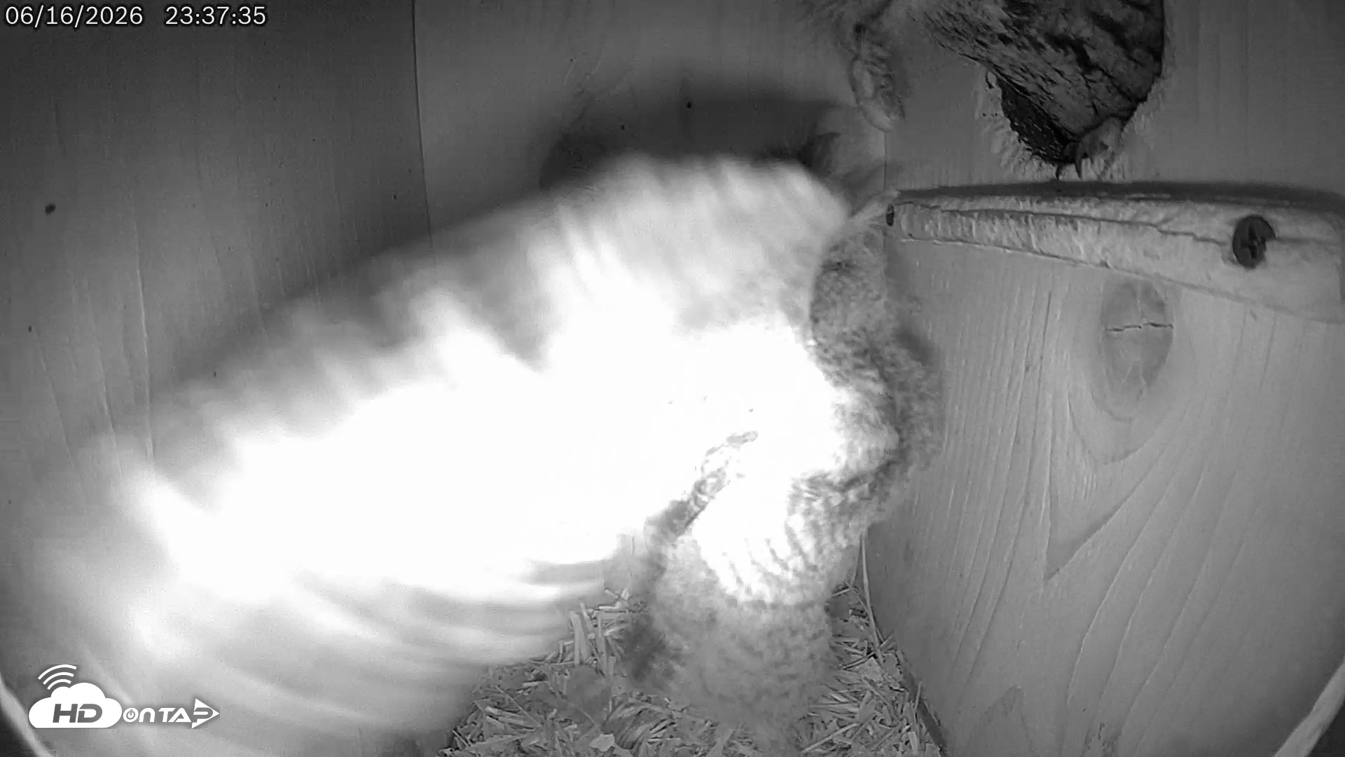 Snapshot of Eastern Screech Owl Live Cam taken Jun 17, 2026, 12:06am CDT