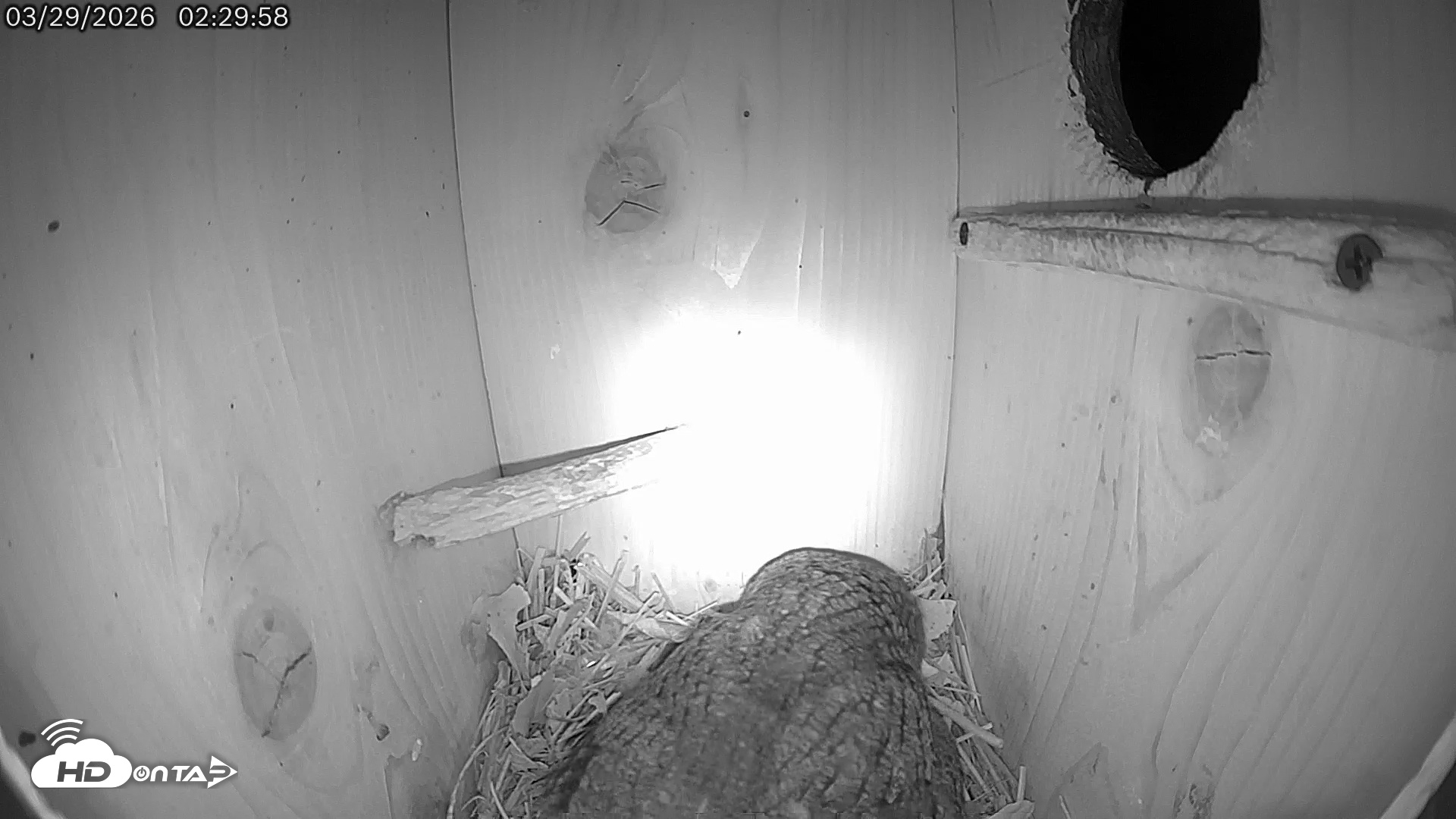 Snapshot of Eastern Screech Owl Live Cam taken Mar 29, 2026, 7:11am CDT