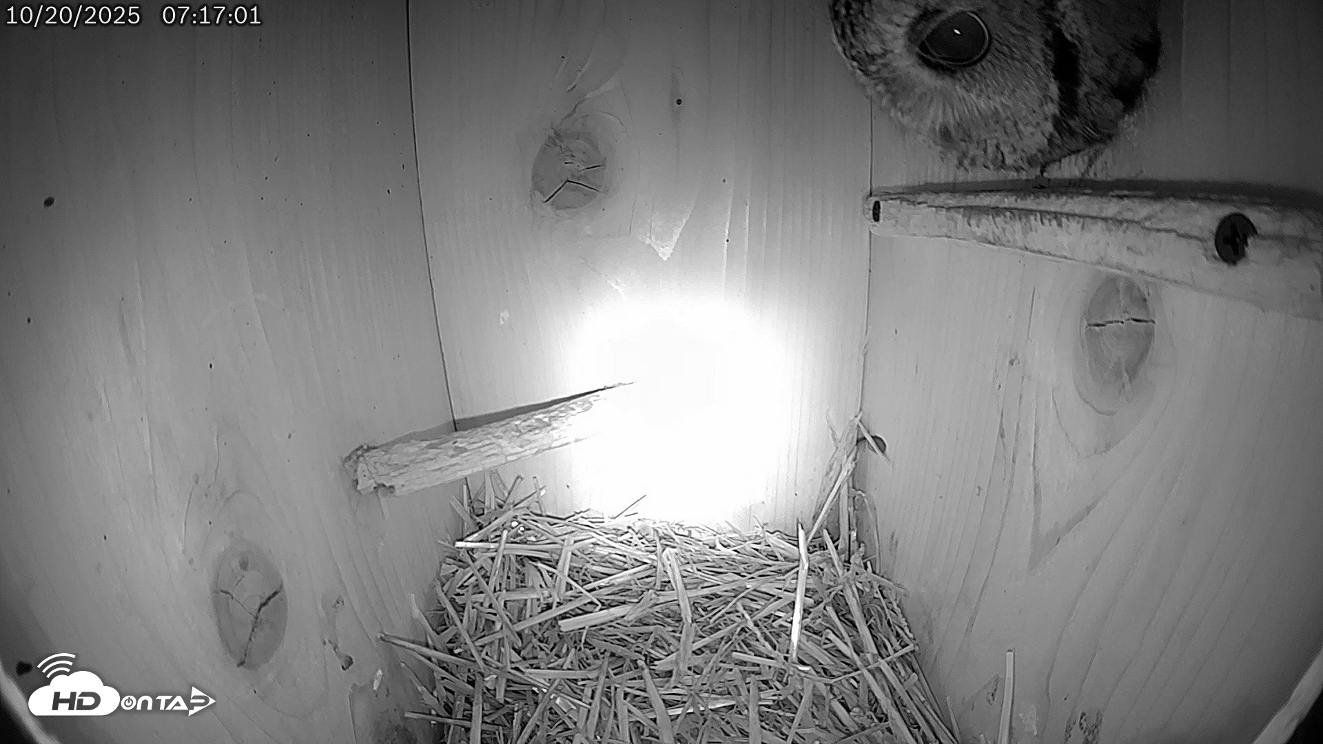 Snapshot of Eastern Screech Owl Live Cam taken Oct 20, 2025, 7:33am CDT
