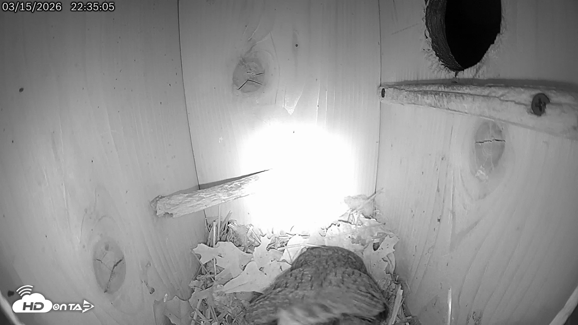 Snapshot of Eastern Screech Owl Live Cam taken Mar 16, 2026, 7:55am CDT