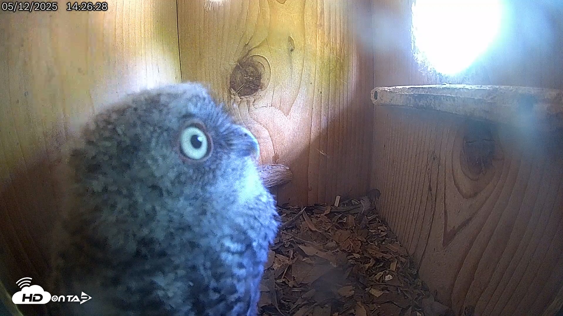 Snapshot of Eastern Screech Owl Live Cam taken May 12, 2025, 4:36pm CDT