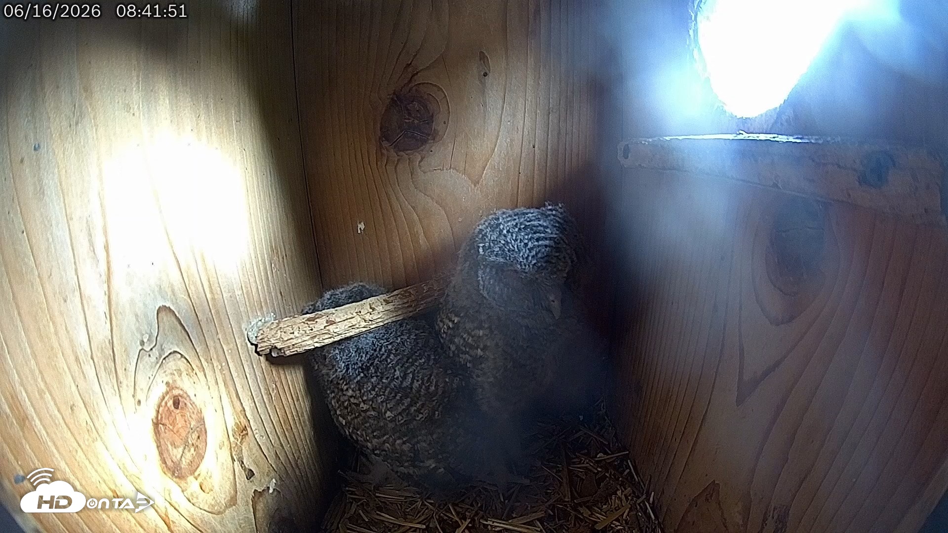 Snapshot of Eastern Screech Owl Live Cam taken Jun 16, 2026, 8:48am CDT