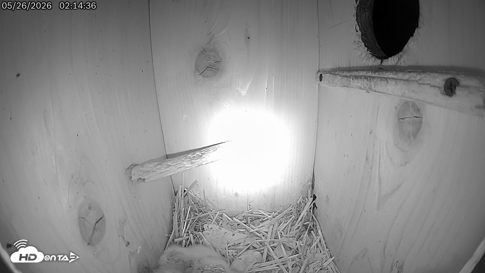 Snapshot of Eastern Screech Owl Live Cam taken May 26, 2026, 3:50am CDT