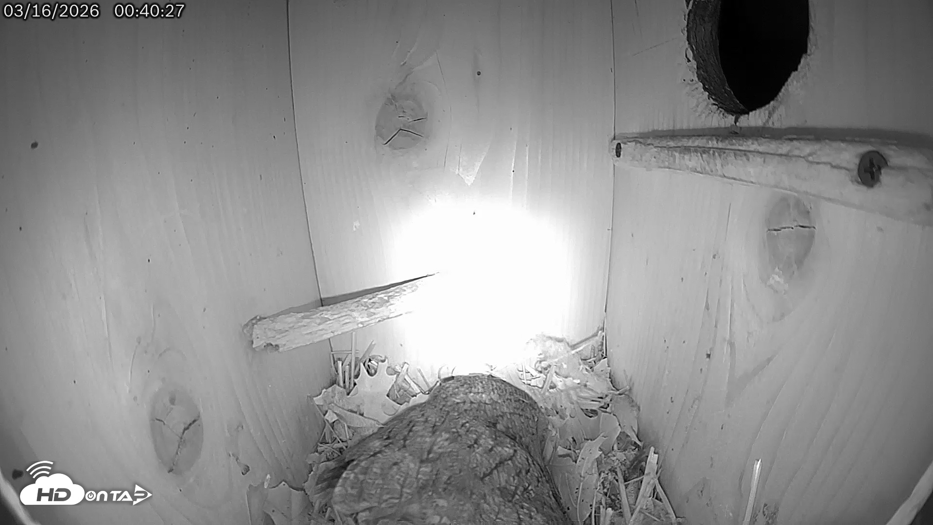 Snapshot of Eastern Screech Owl Live Cam taken Mar 16, 2026, 8:00am CDT