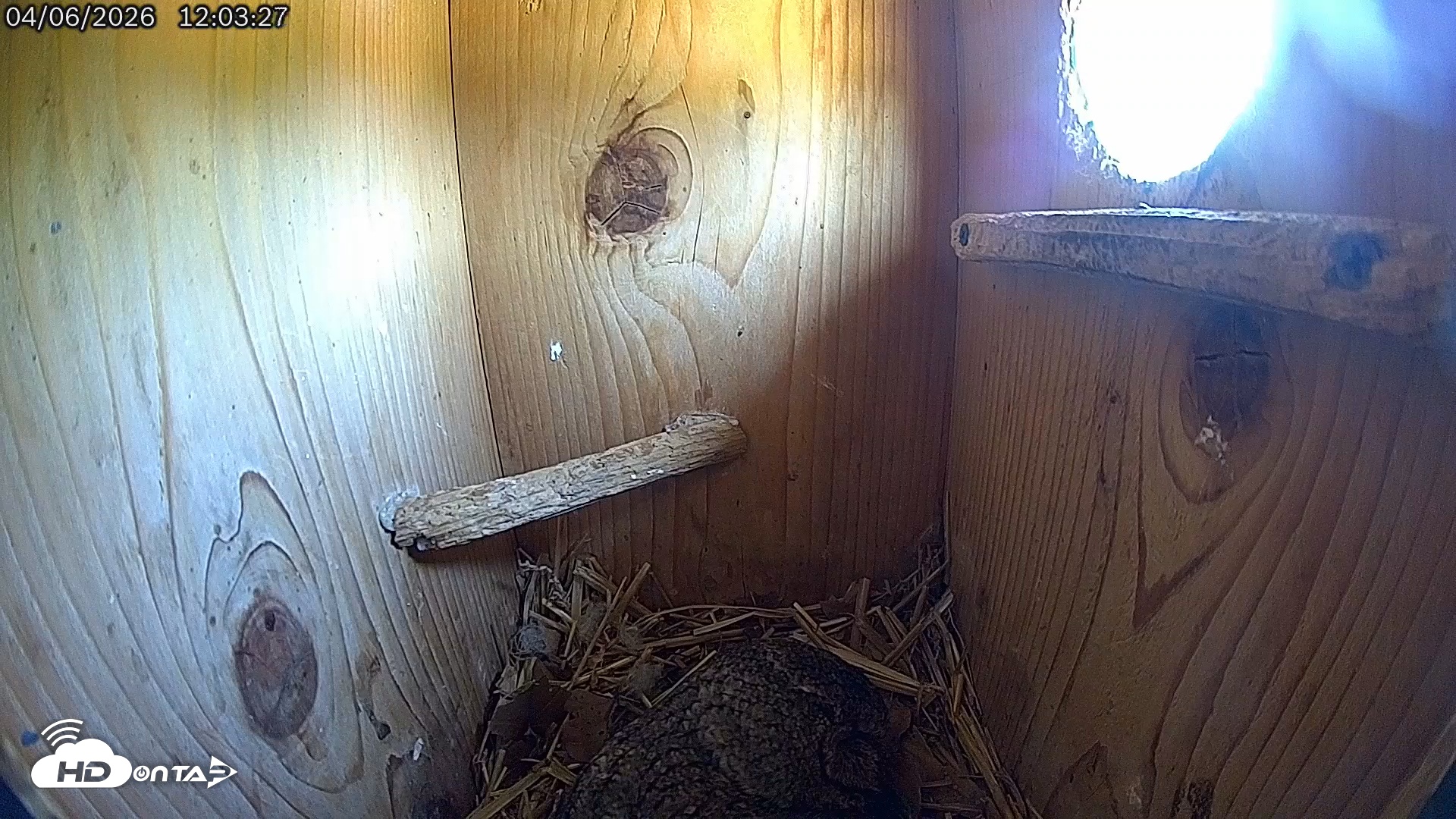 Snapshot of Eastern Screech Owl Live Cam taken Apr 6, 2026, 1:01pm CDT