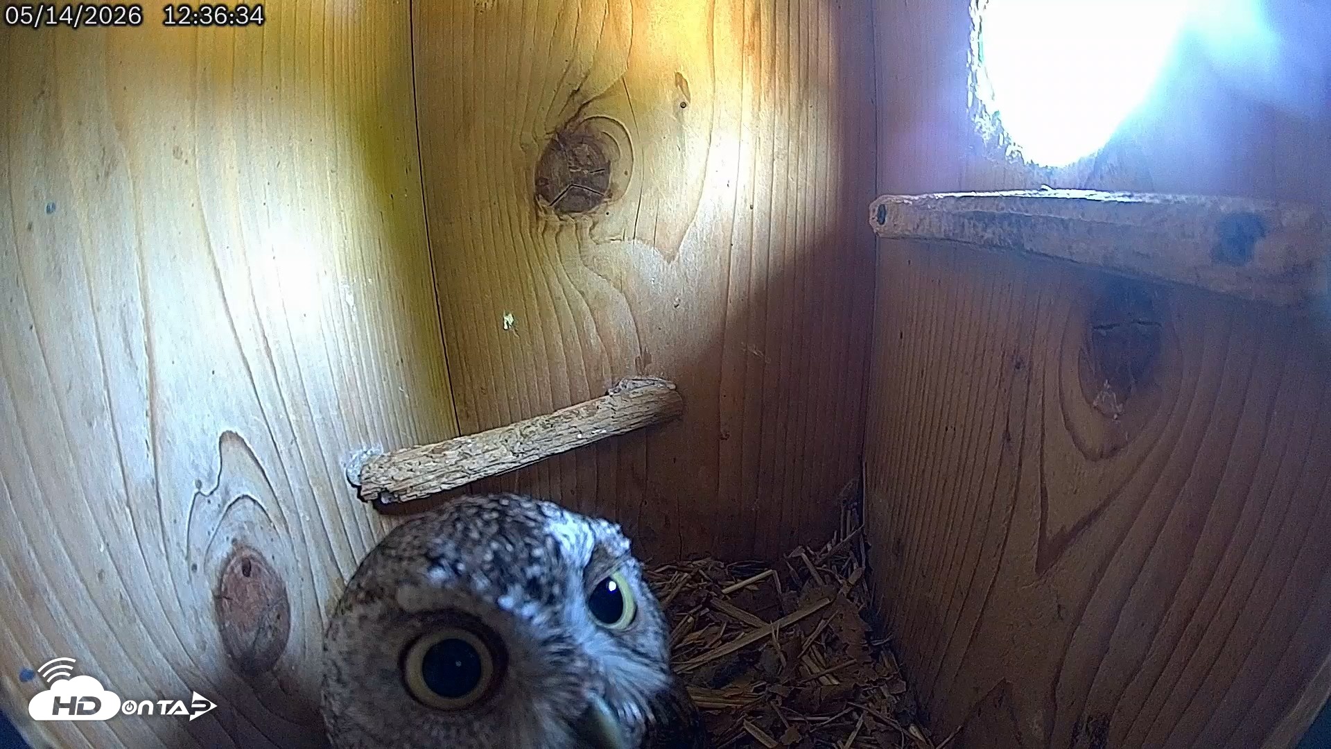 Snapshot of Eastern Screech Owl Live Cam taken May 14, 2026, 12:40pm CDT