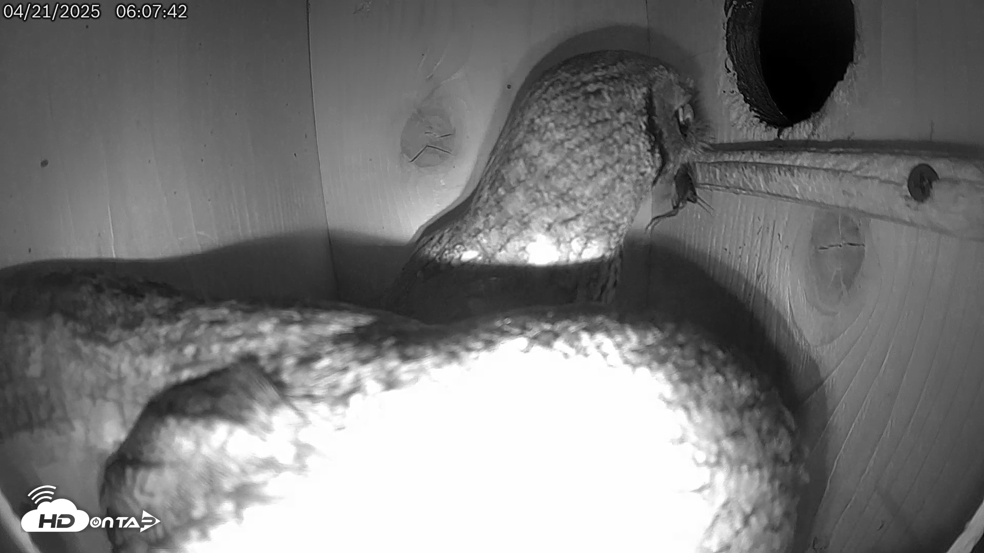 Snapshot of Eastern Screech Owl Live Cam taken Apr 21, 2025, 7:23am CDT