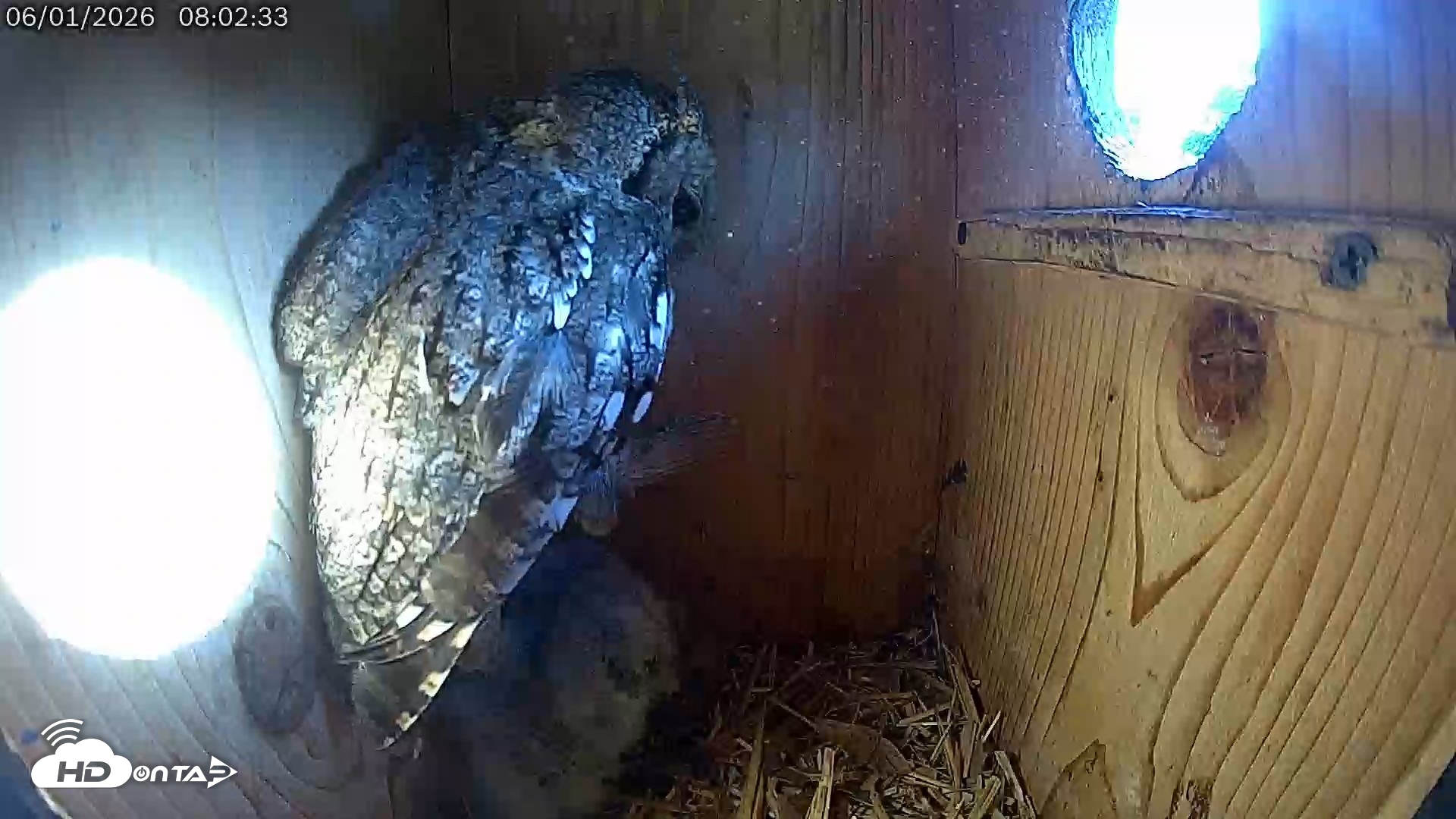 Snapshot of Eastern Screech Owl Live Cam taken Jun 1, 2026, 12:31pm CDT