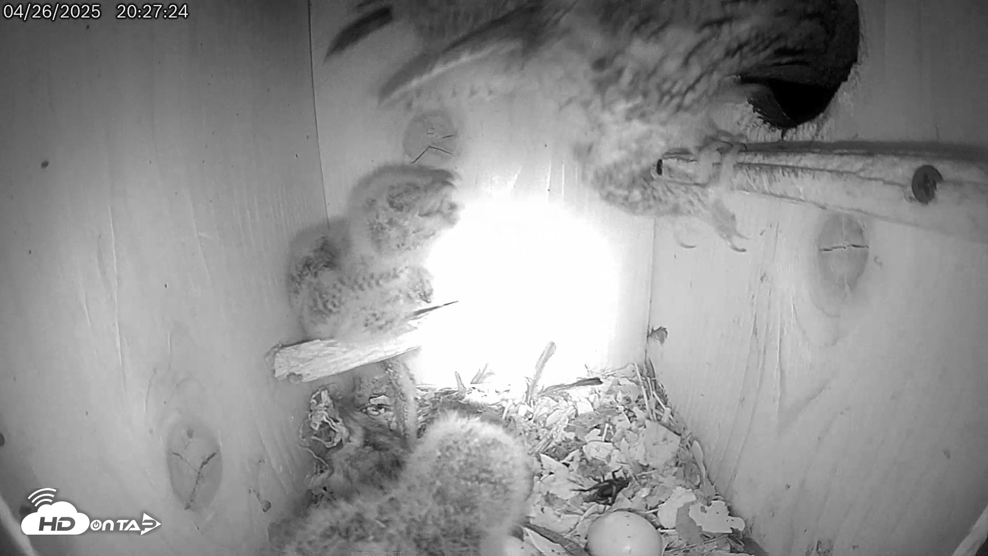 Snapshot of Eastern Screech Owl Live Cam taken Apr 27, 2025, 4:23am CDT