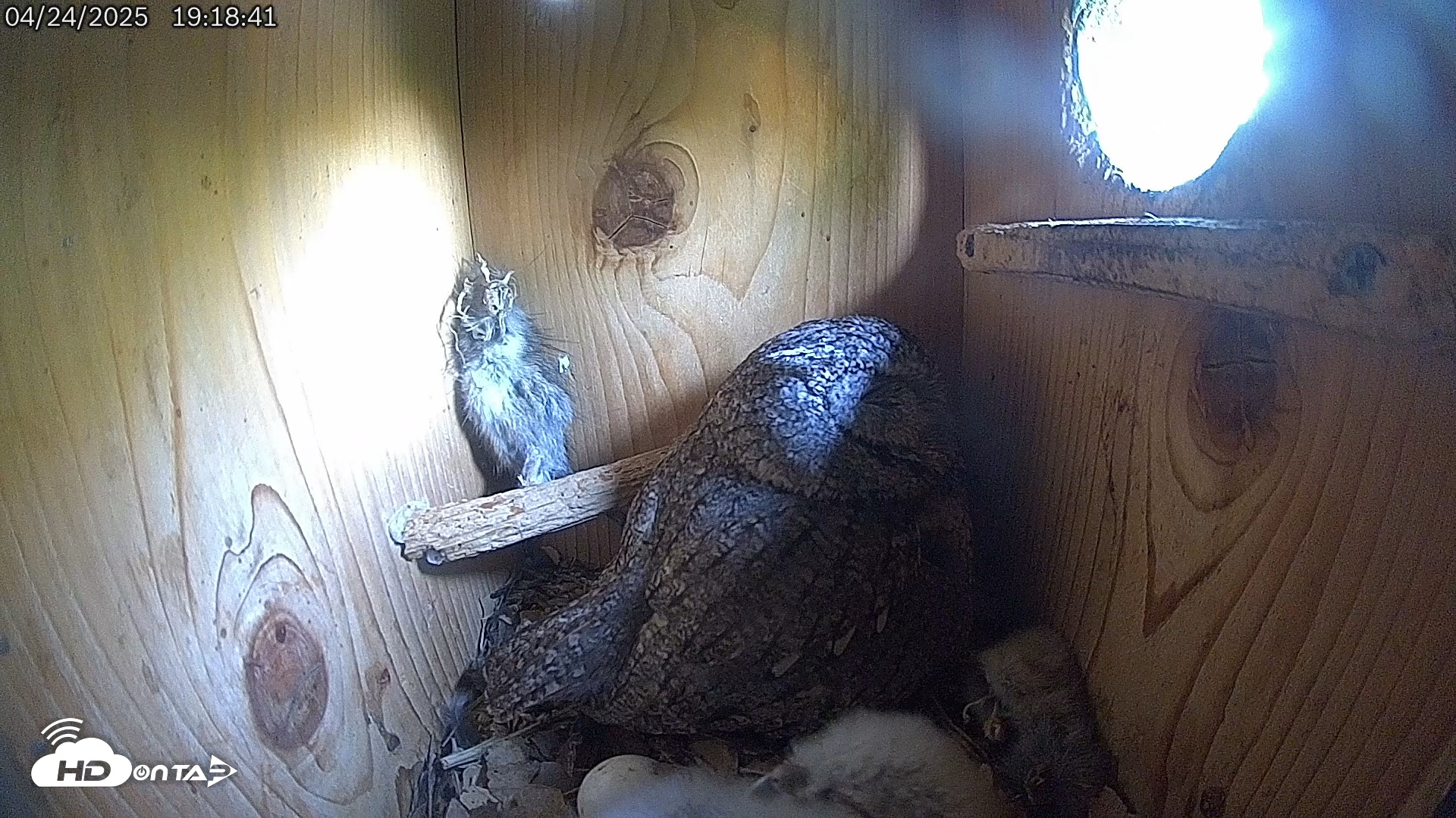 Snapshot of Eastern Screech Owl Live Cam taken Apr 25, 2025, 12:13am CDT