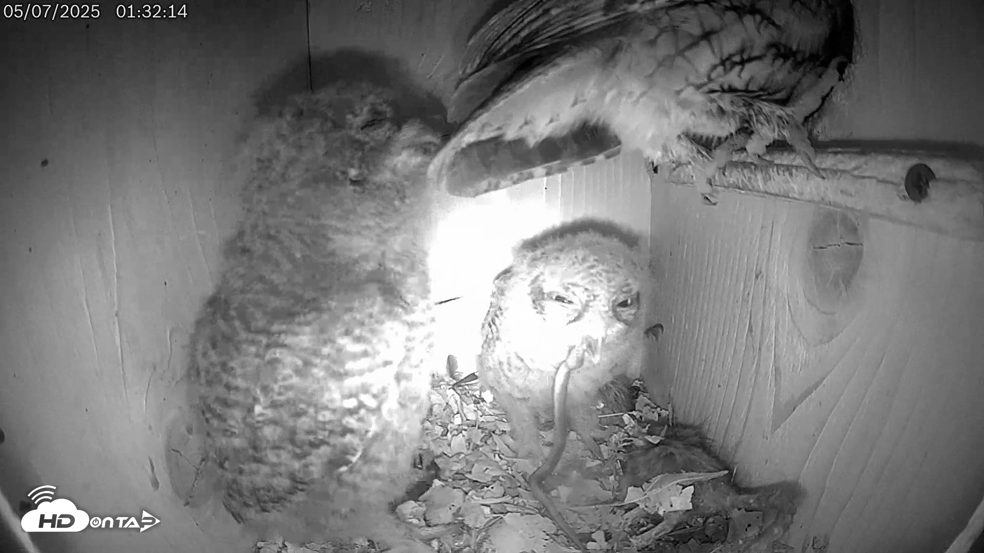 Snapshot of Eastern Screech Owl Live Cam taken May 7, 2025, 1:37am CDT