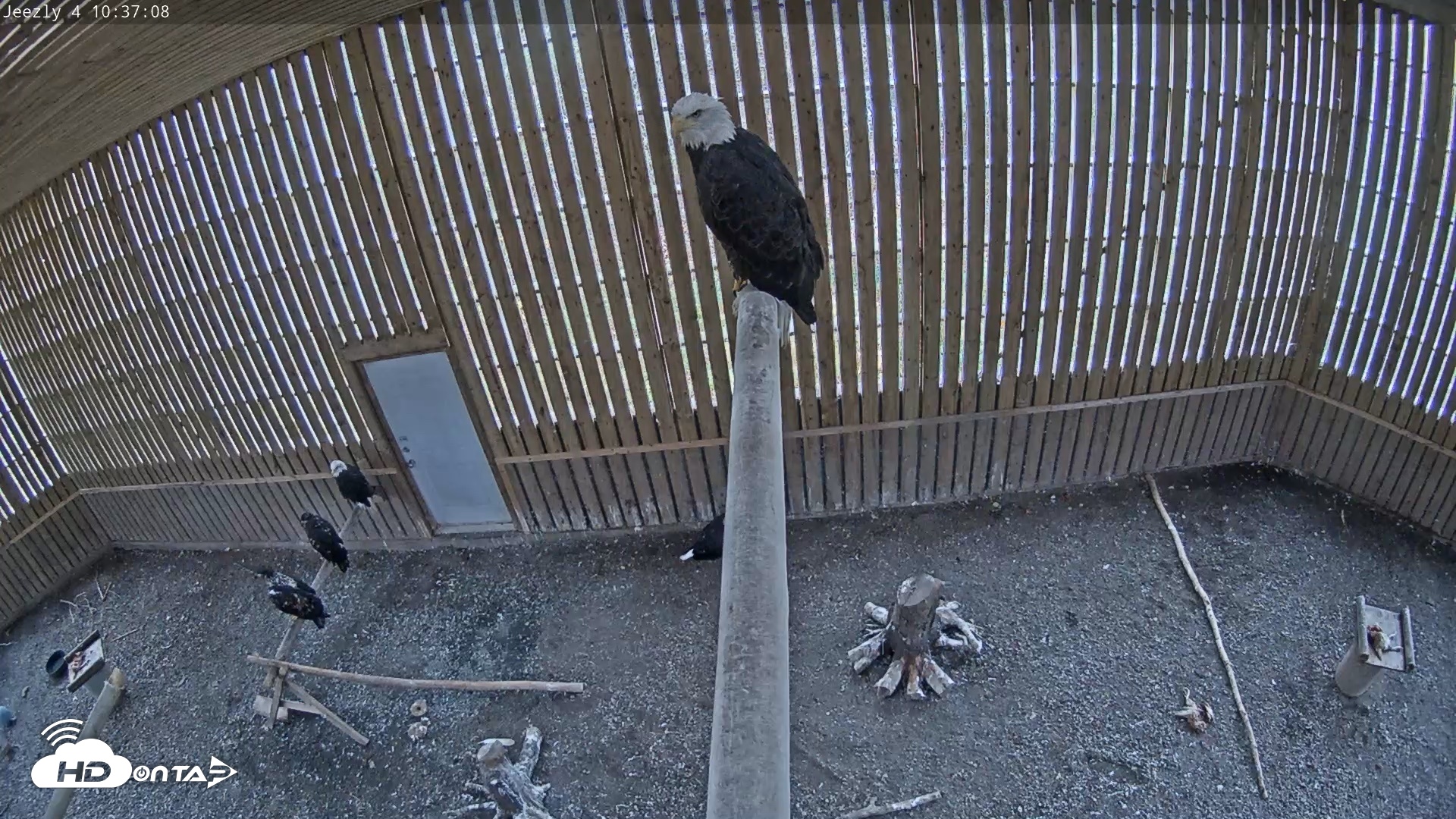 Snapshot of Cobequid Raptor Flight Facility Live Webcams taken Oct 23, 2026, 10:37am ADT