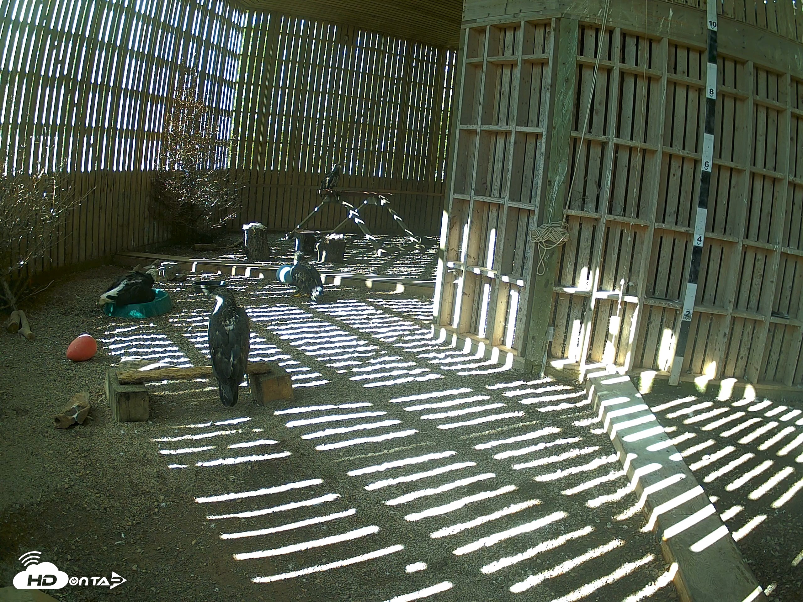 Snapshot of Cobequid Raptor Flight Facility Live Webcams taken Sep 22, 2026, 3:15pm ADT