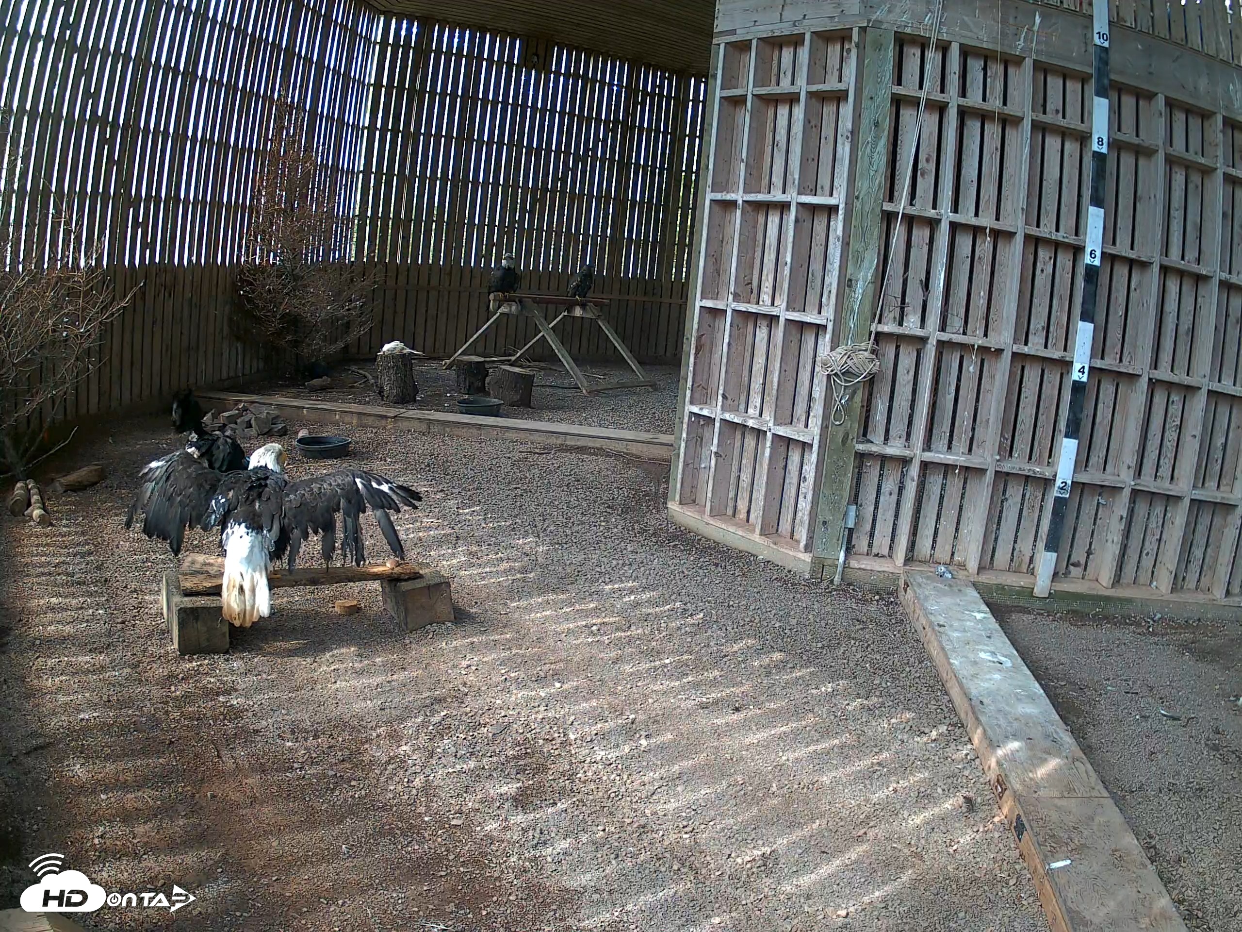 Snapshot of Cobequid Raptor Flight Facility Live Webcams taken Aug 26, 2026, 2:44pm ADT