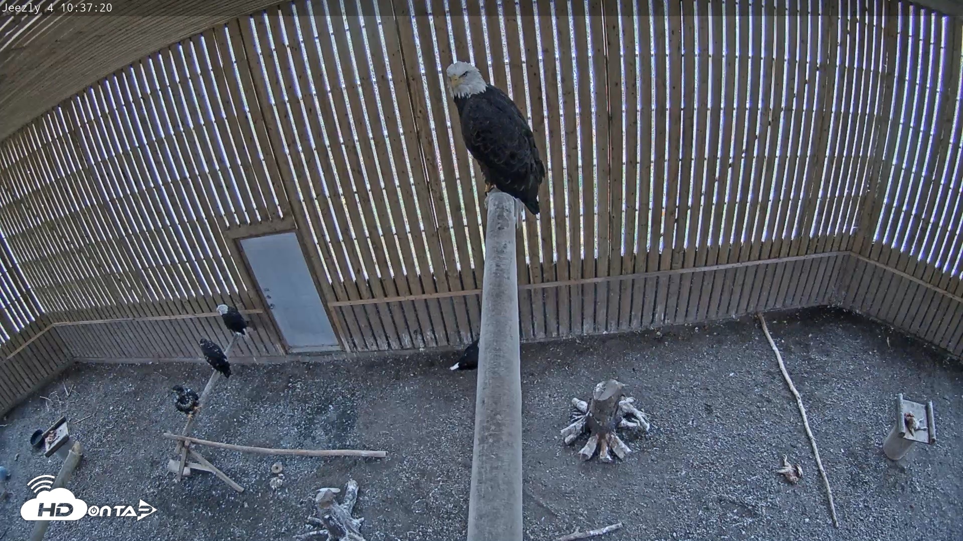 Snapshot of Cobequid Raptor Flight Facility Live Webcams taken Oct 23, 2026, 10:38am ADT