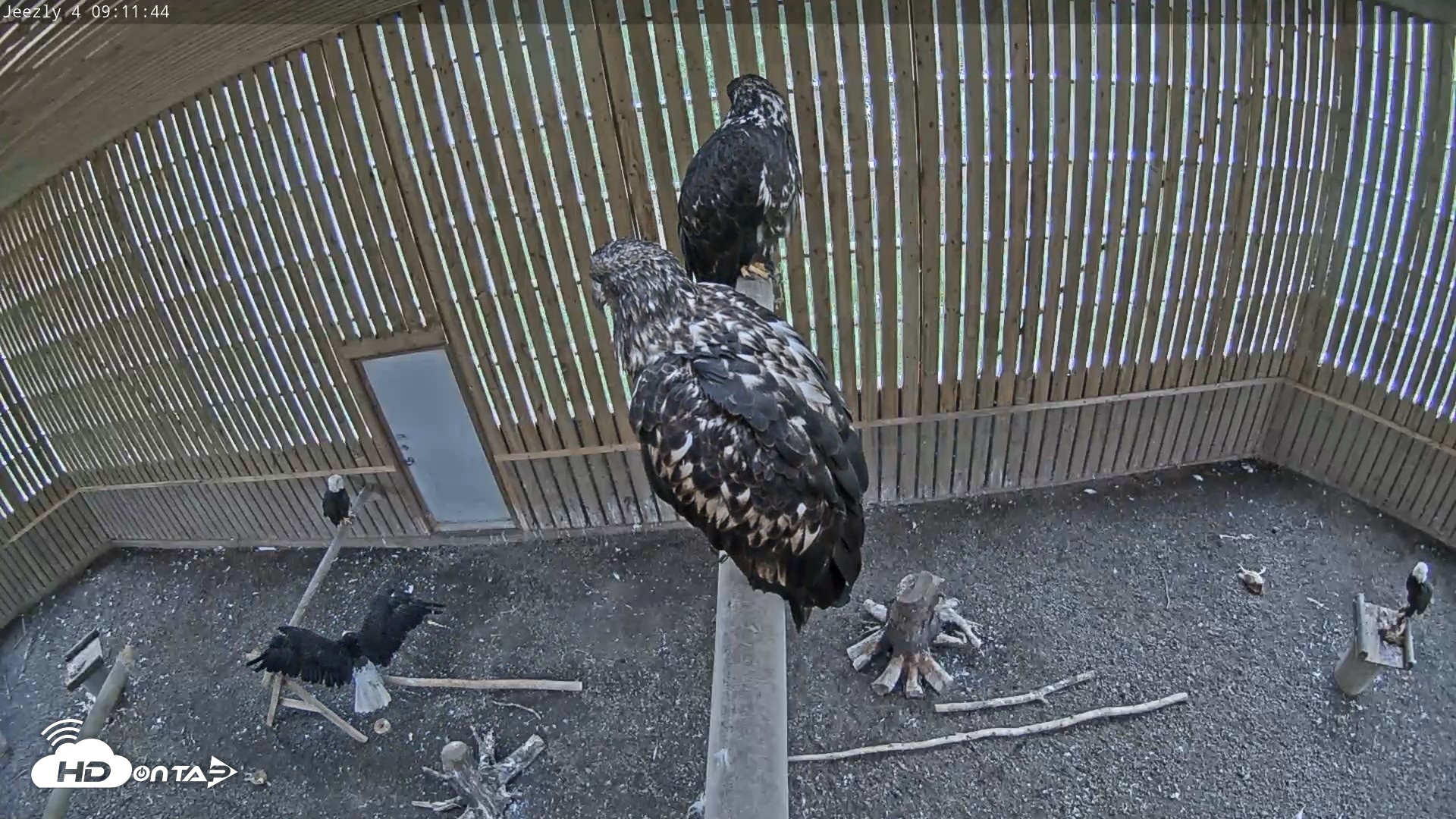 Snapshot of Cobequid Raptor Flight Facility Live Webcams taken Aug 29, 2026, 9:12am ADT
