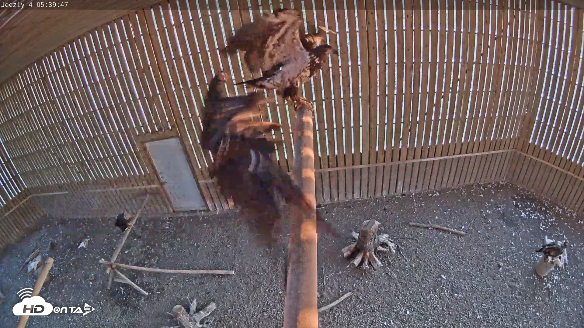 Snapshot of Cobequid Raptor Flight Facility Live Webcams taken Jun 5, 2026, 5:40am ADT
