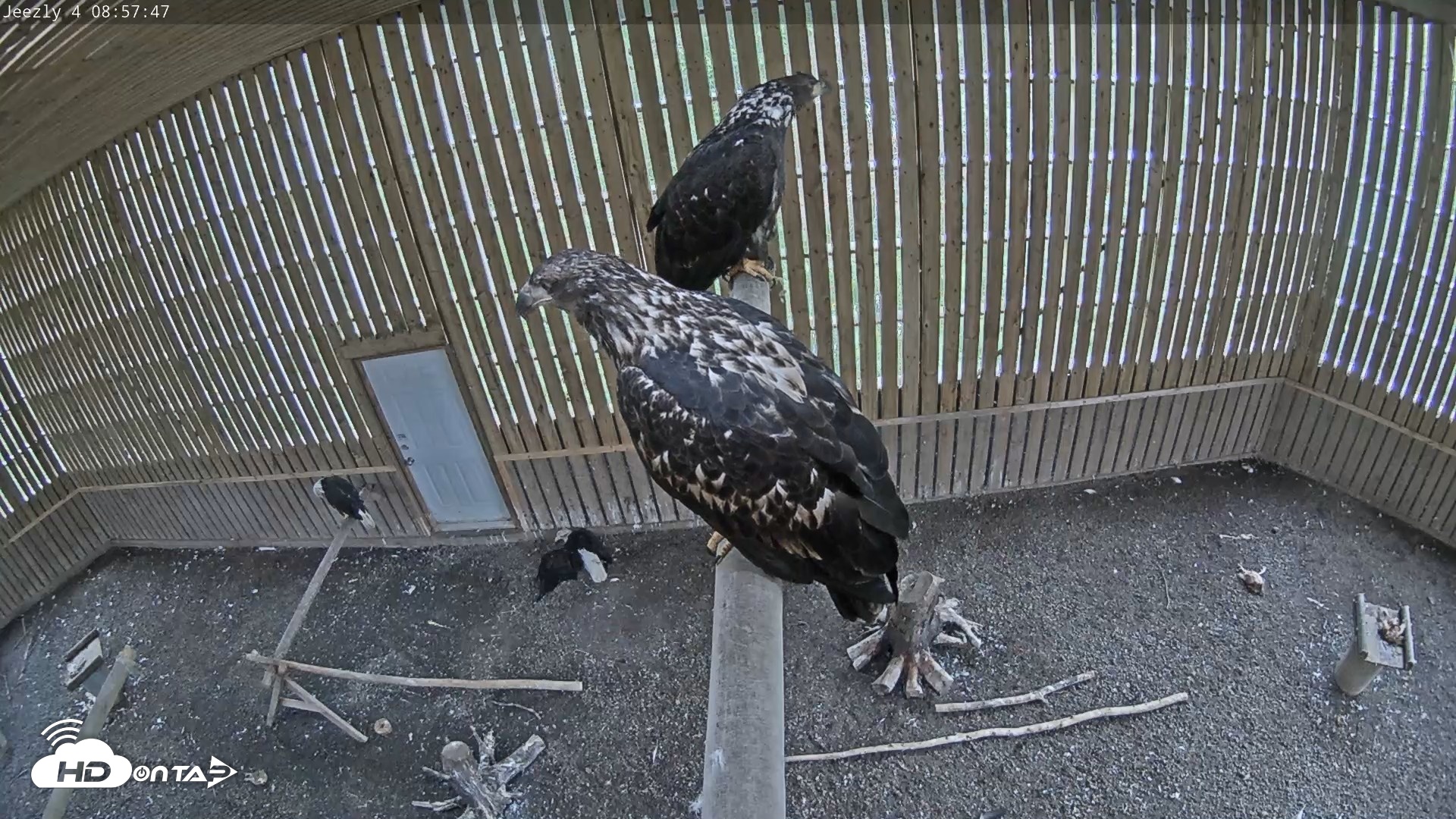 Snapshot of Cobequid Raptor Flight Facility Live Webcams taken Aug 29, 2026, 8:58am ADT