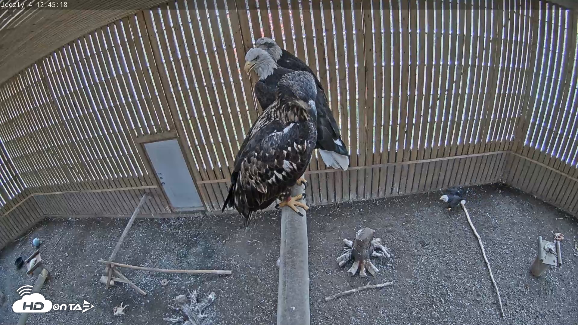 Snapshot of Cobequid Raptor Flight Facility Live Webcams taken Oct 14, 2026, 12:46pm ADT