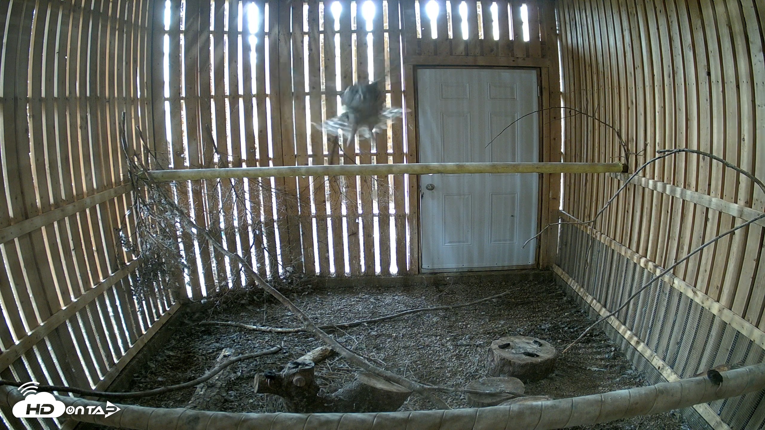 Snapshot of Cobequid Raptor Flight Facility Live Webcams taken Sep 9, 2026, 3:44pm ADT