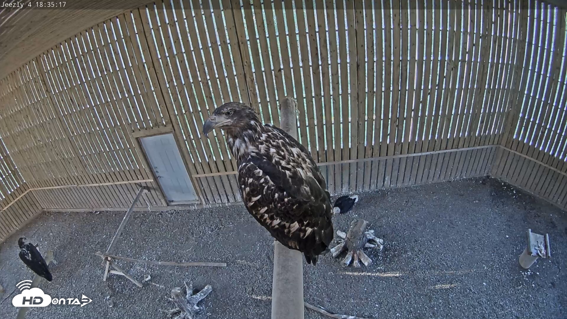 Snapshot of Cobequid Raptor Flight Facility Live Webcams taken Aug 12, 2026, 6:36pm ADT
