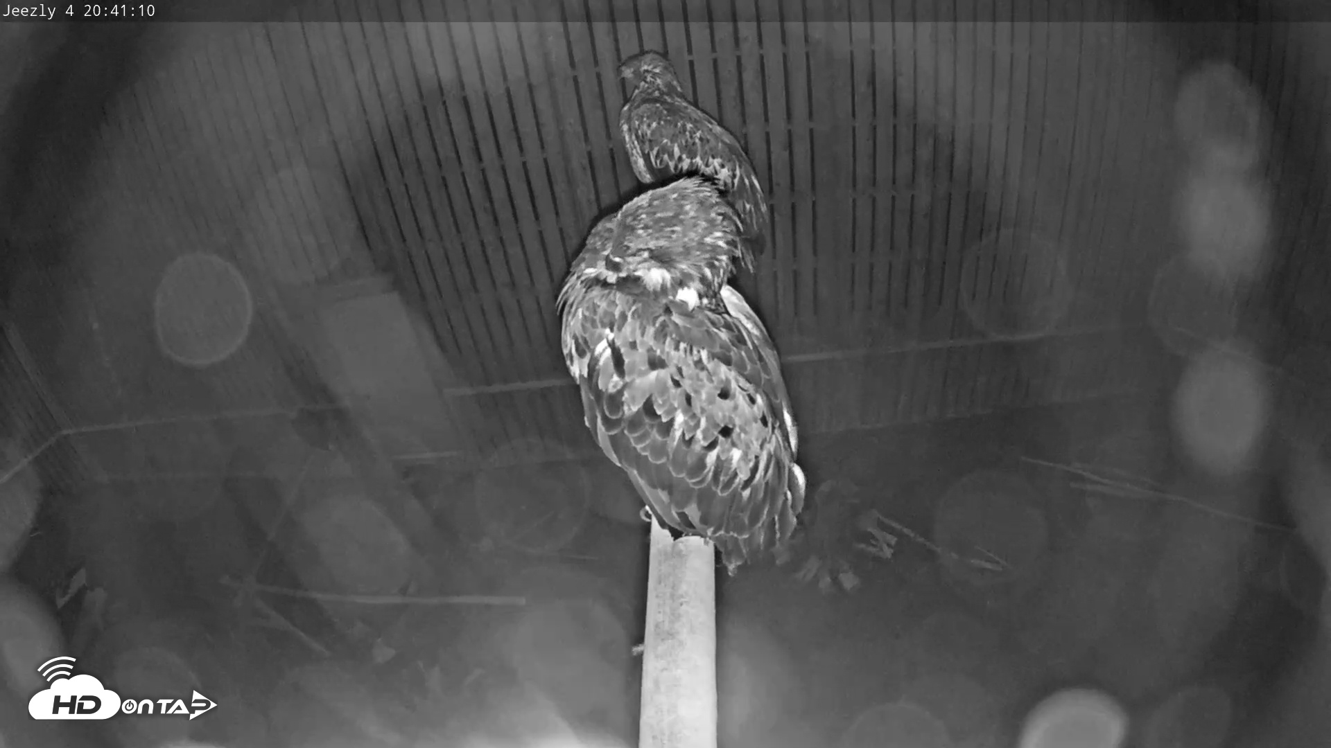 Snapshot of Cobequid Raptor Flight Facility Live Webcams taken Sep 13, 2025, 8:41pm ADT