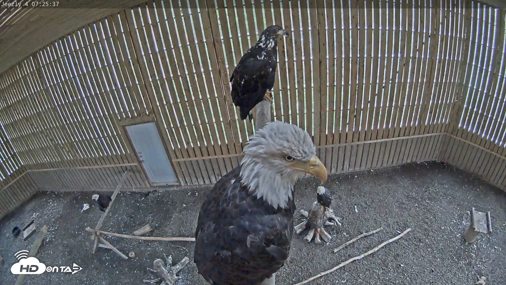 Snapshot of Cobequid Raptor Flight Facility Live Webcams taken Sep 6, 2026, 7:26am ADT