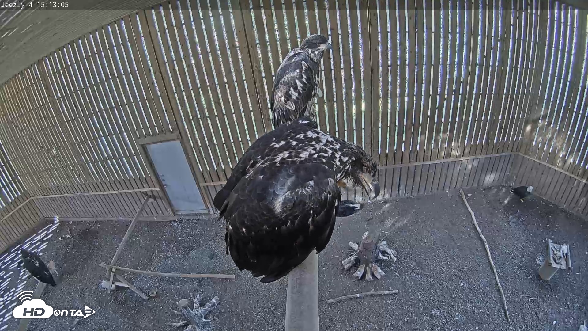 Snapshot of Cobequid Raptor Flight Facility Live Webcams taken Sep 23, 2026, 3:13pm ADT