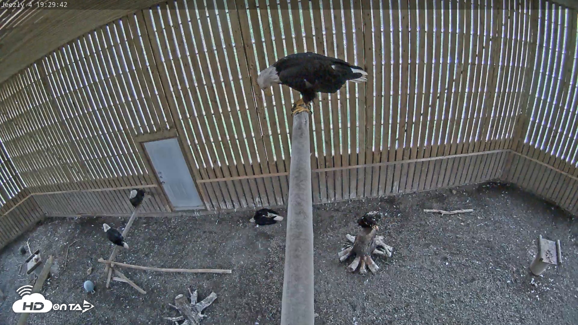 Snapshot of Cobequid Raptor Flight Facility Live Webcams taken Jun 26, 2026, 7:30pm ADT