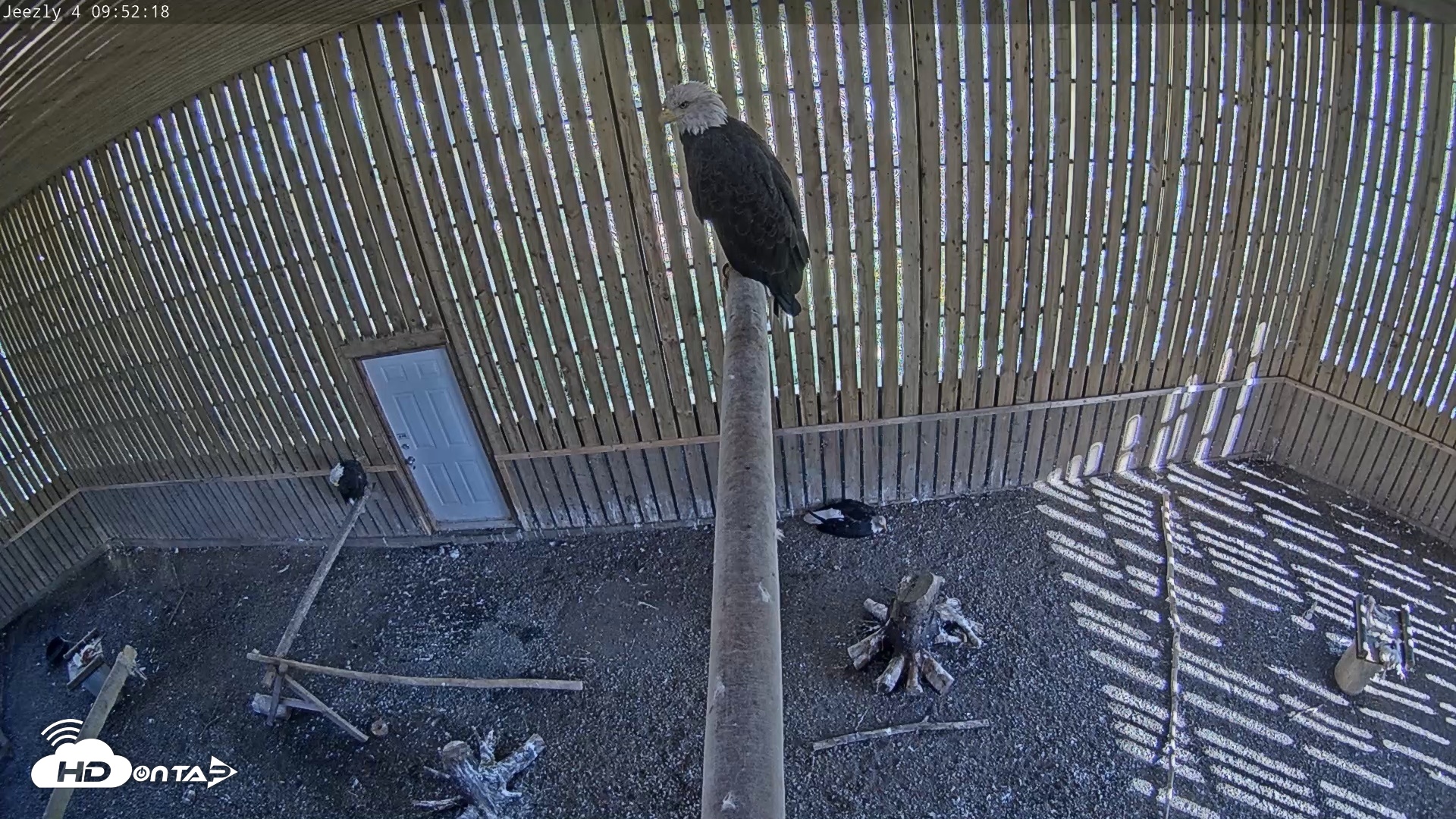 Snapshot of Cobequid Raptor Flight Facility Live Webcams taken Sep 25, 2026, 9:53am ADT