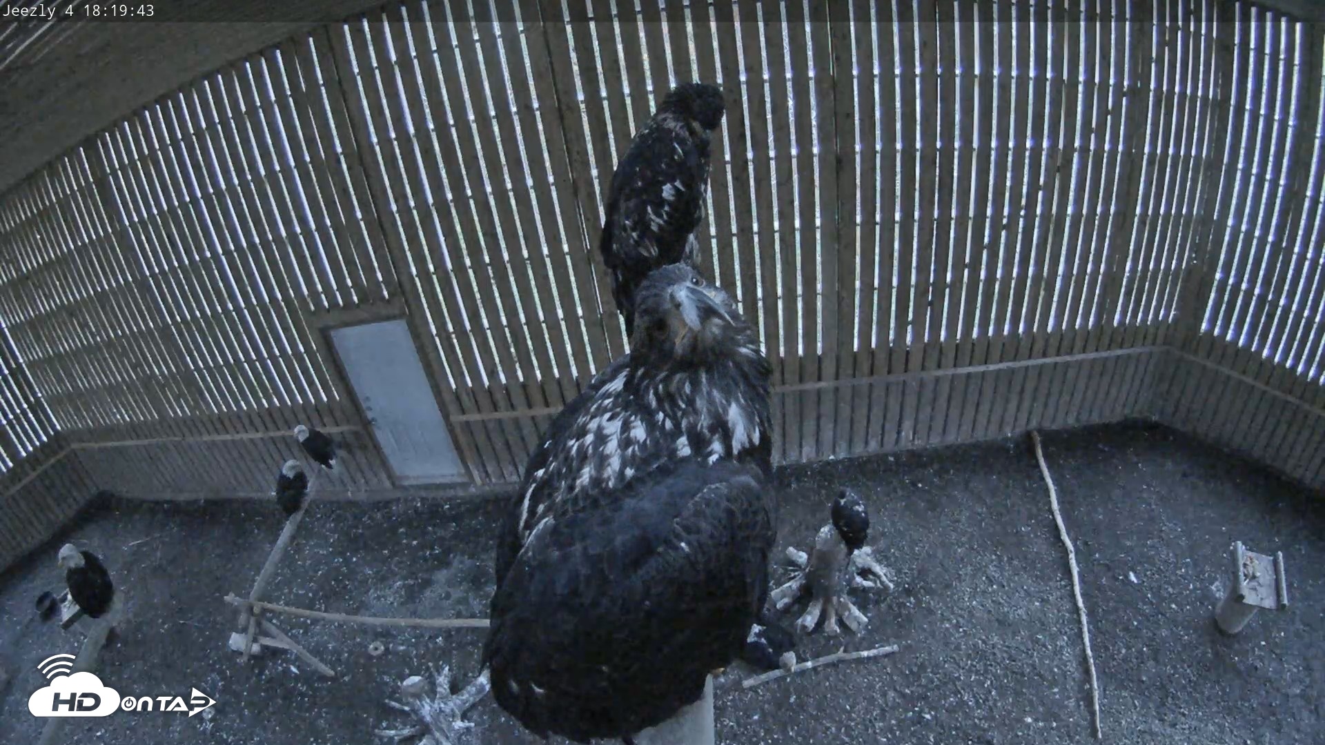 Snapshot of Cobequid Raptor Flight Facility Live Webcams taken Sep 30, 2026, 6:20pm ADT