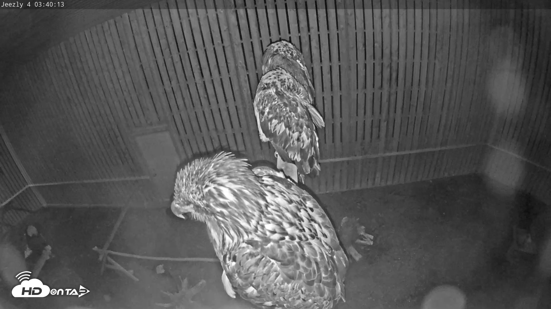 Snapshot of Cobequid Raptor Flight Facility Live Webcams taken Aug 2, 2026, 3:40am ADT