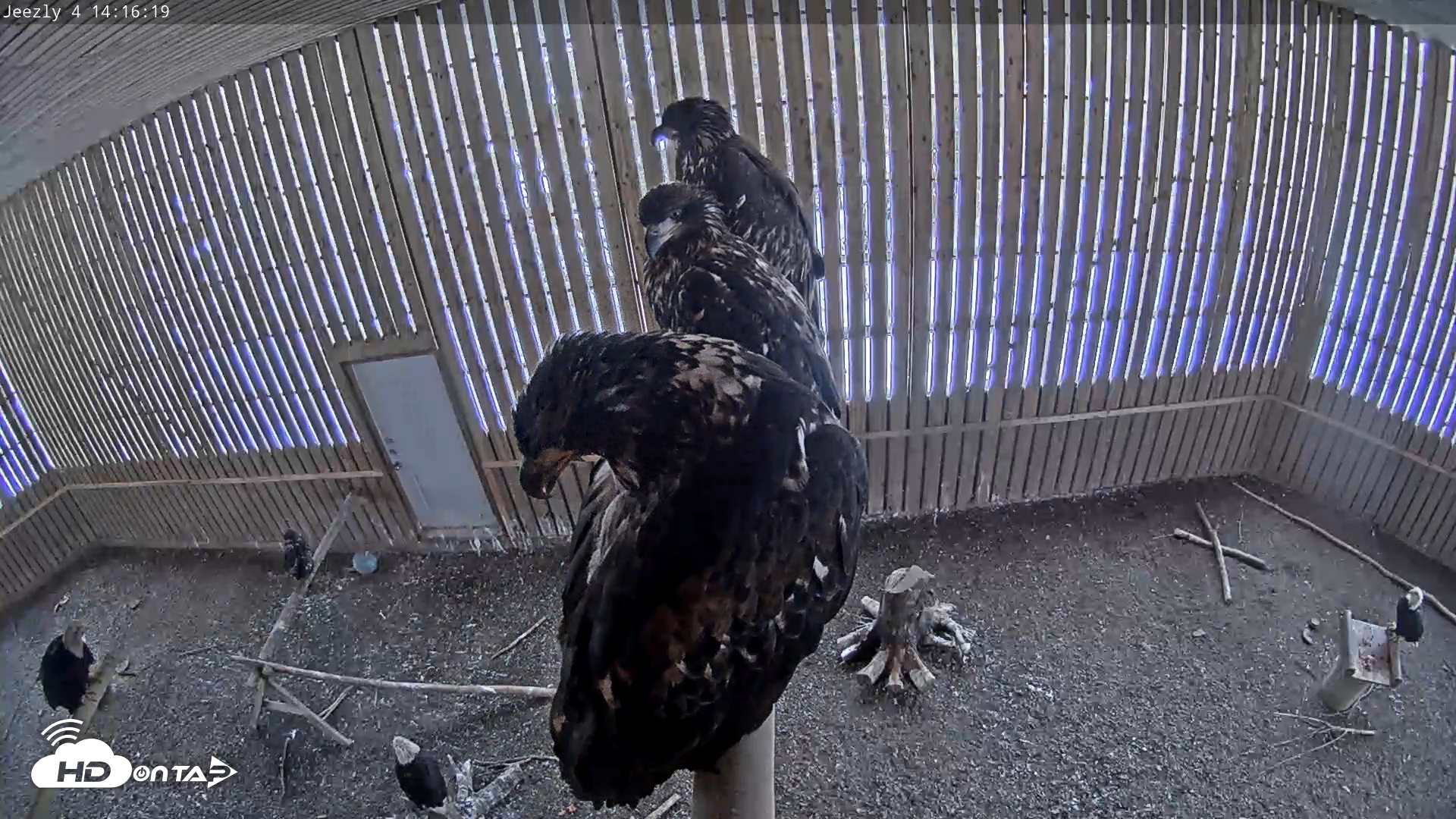 Snapshot of Cobequid Raptor Flight Facility Live Webcams taken Dec 10, 2025, 2:17pm AST