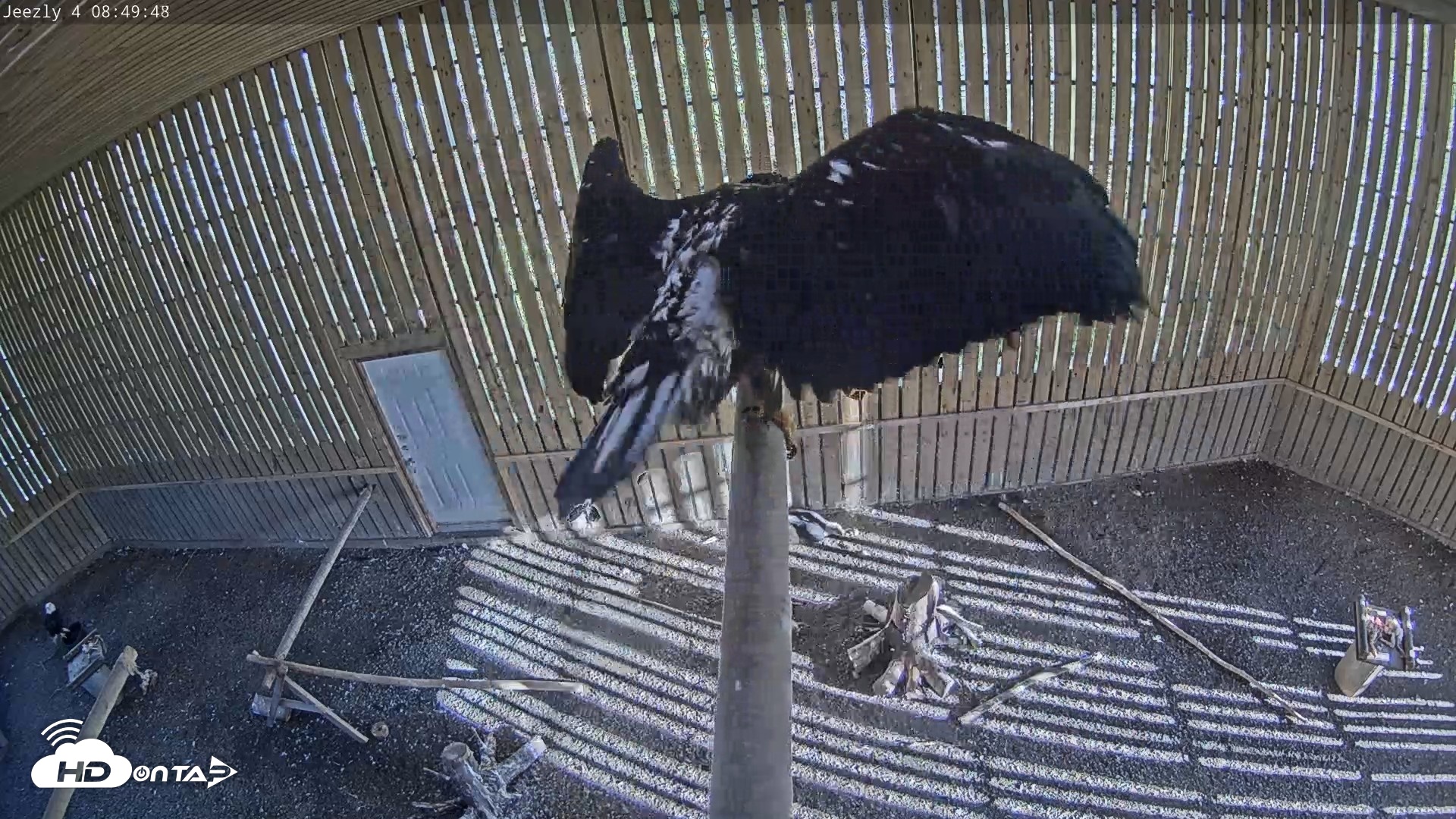 Snapshot of Cobequid Raptor Flight Facility Live Webcams taken Sep 15, 2026, 8:50am ADT