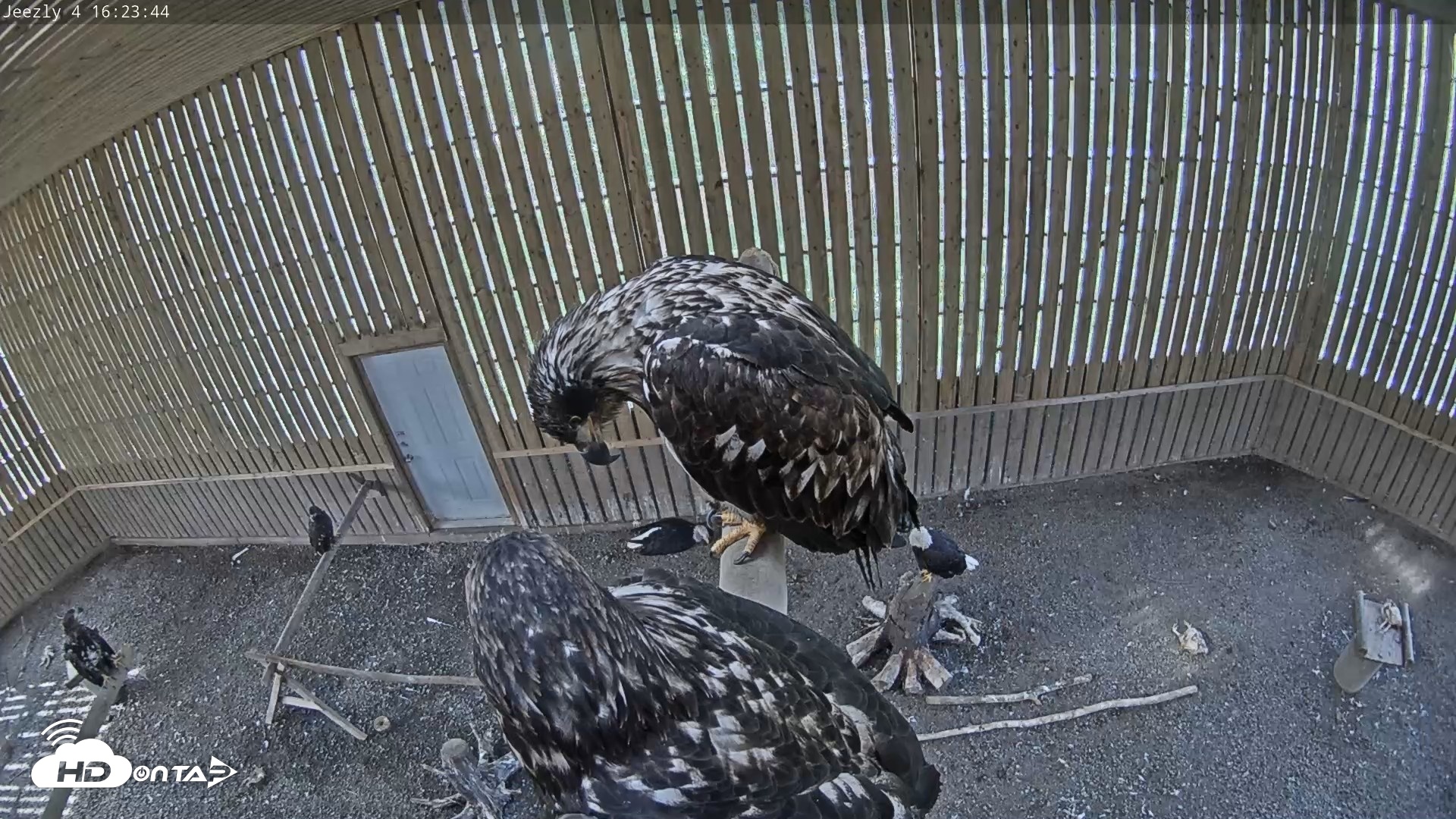 Snapshot of Cobequid Raptor Flight Facility Live Webcams taken Aug 27, 2026, 4:24pm ADT