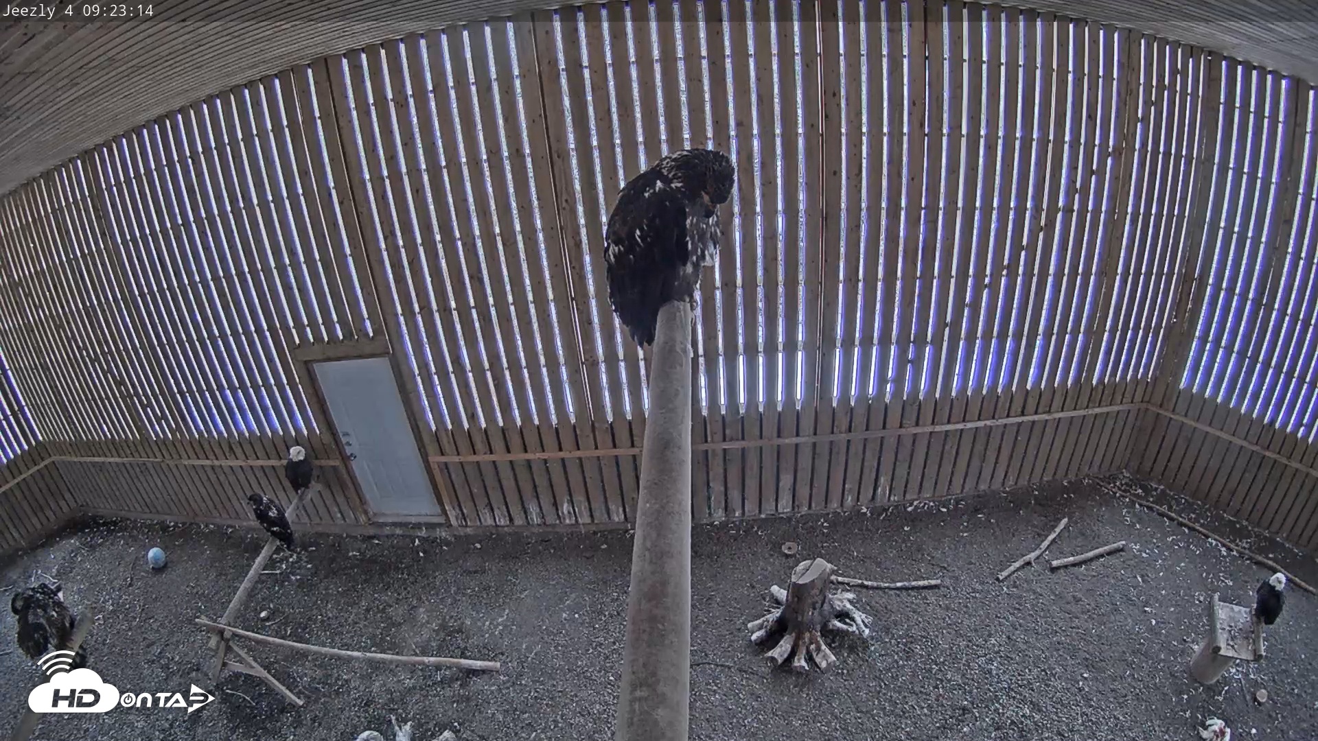 Snapshot of Cobequid Raptor Flight Facility Live Webcams taken Mar 26, 2026, 9:23am ADT