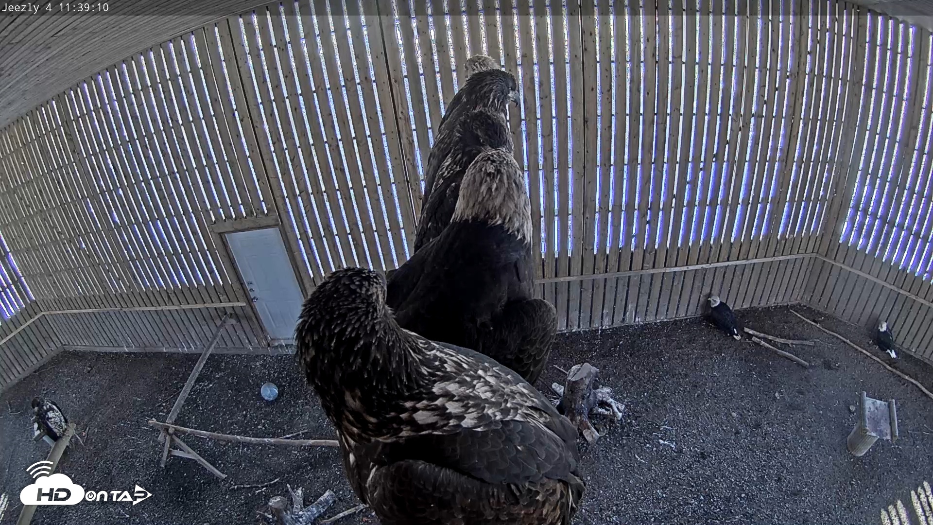 Snapshot of Cobequid Raptor Flight Facility Live Webcams taken Dec 7, 2025, 11:39am AST
