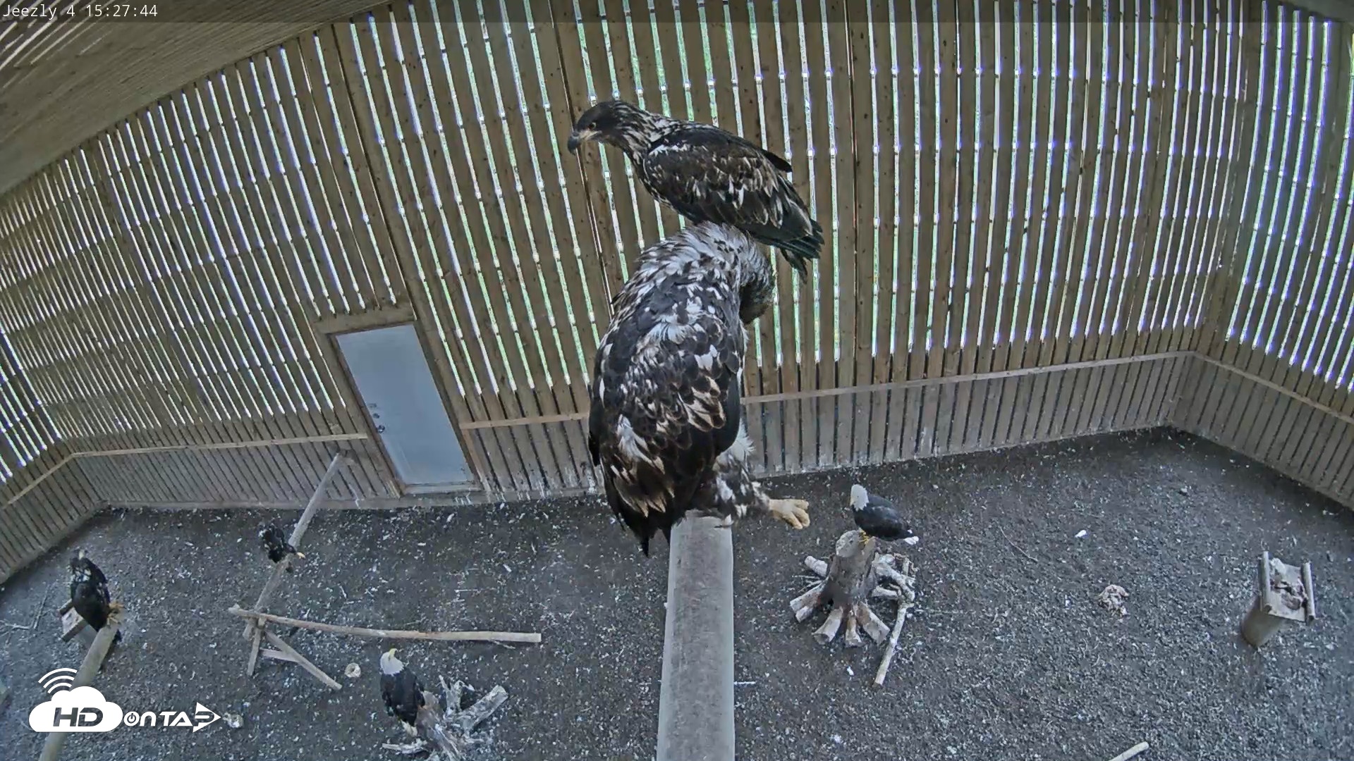 Snapshot of Cobequid Raptor Flight Facility Live Webcams taken Aug 23, 2026, 3:28pm ADT