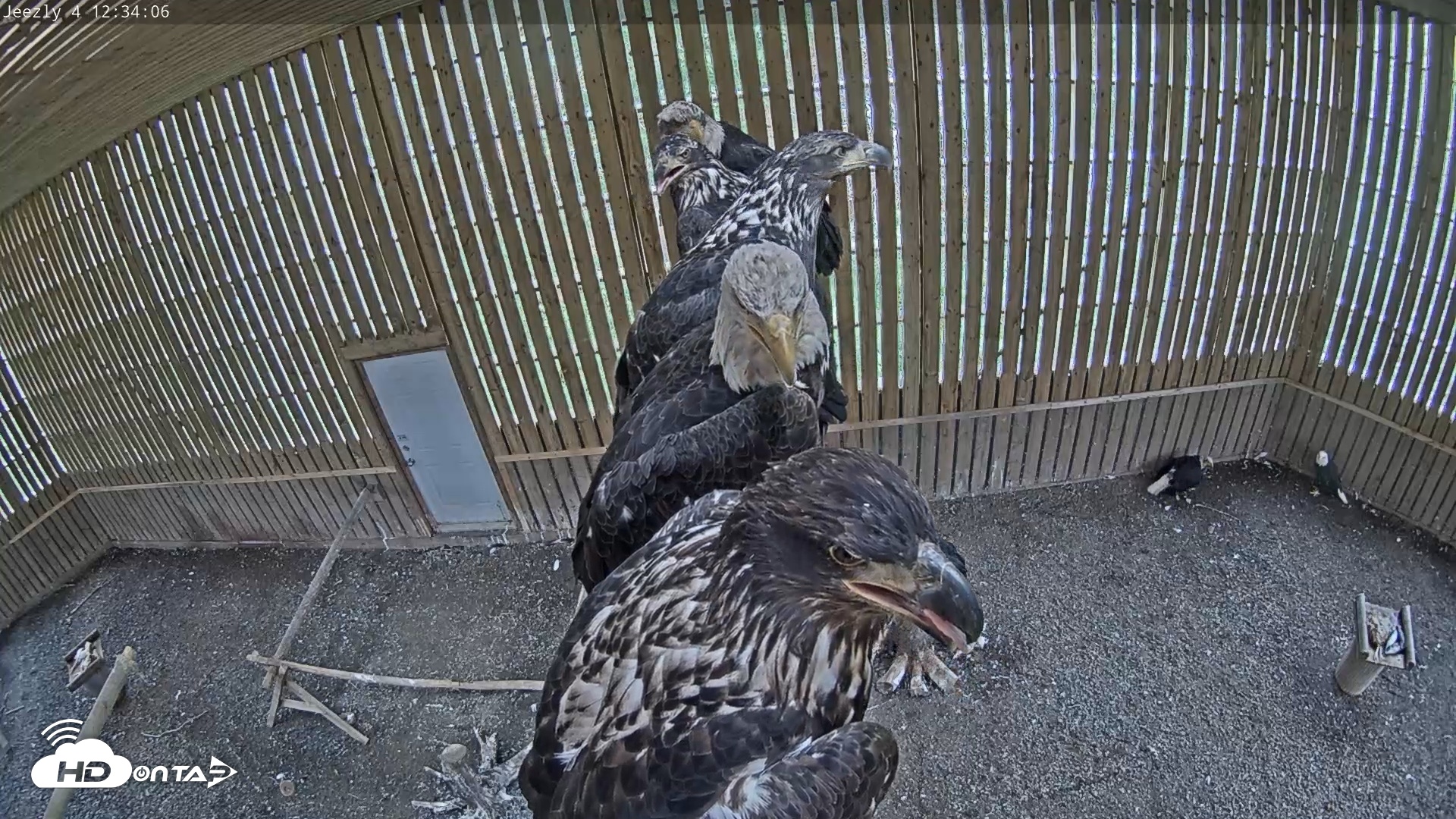 Snapshot of Cobequid Raptor Flight Facility Live Webcams taken Aug 1, 2026, 12:35pm ADT