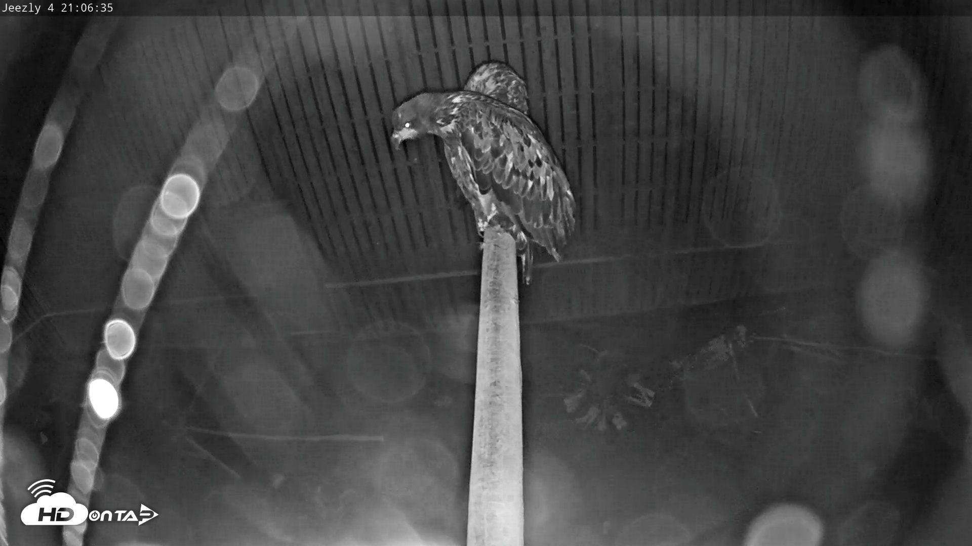 Snapshot of Cobequid Raptor Flight Facility Live Webcams taken Sep 30, 2025, 9:07pm ADT