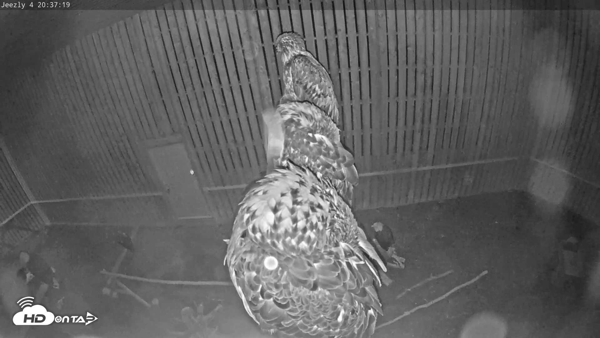 Snapshot of Cobequid Raptor Flight Facility Live Webcams taken Sep 9, 2026, 8:38pm ADT