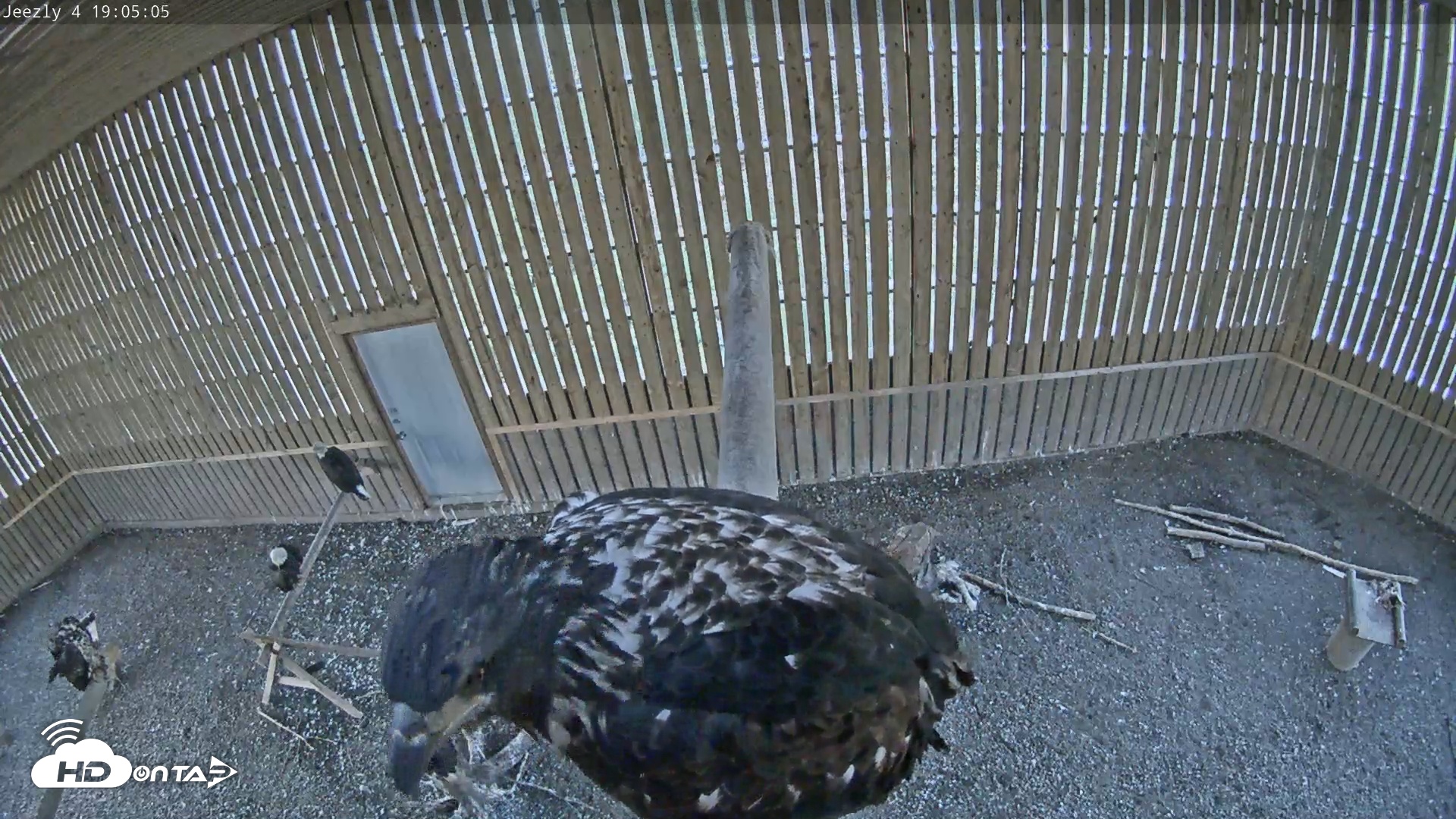 Snapshot of Cobequid Raptor Flight Facility Live Webcams taken Sep 11, 2025, 7:05pm ADT